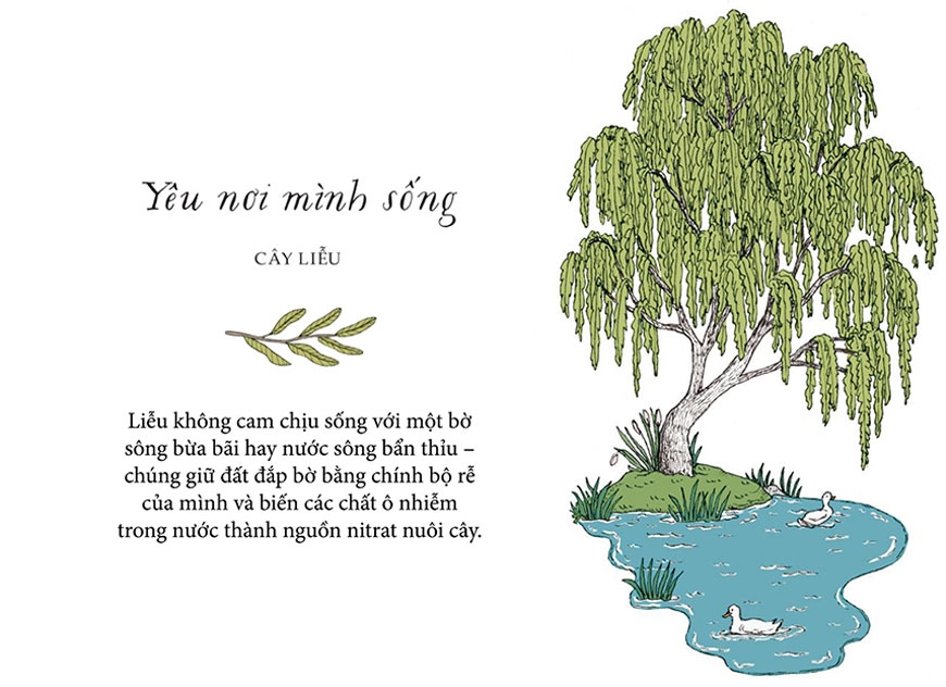 sống như những cái cây - những bài học nhỏ để có nguồn hạnh phúc bất tận (tái bản 2021) - Ảnh 6