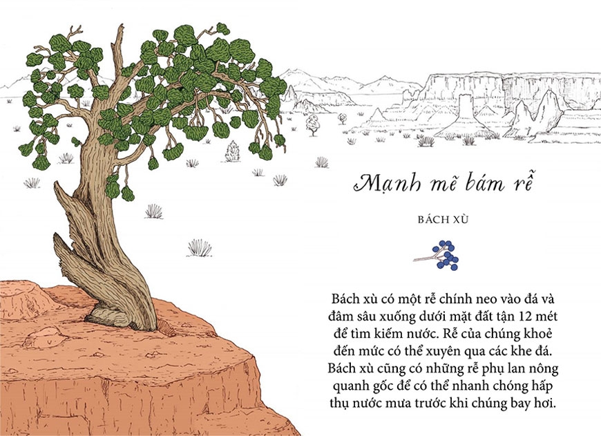 sống như những cái cây - những bài học nhỏ để có nguồn hạnh phúc bất tận (tái bản 2021) - Ảnh 7