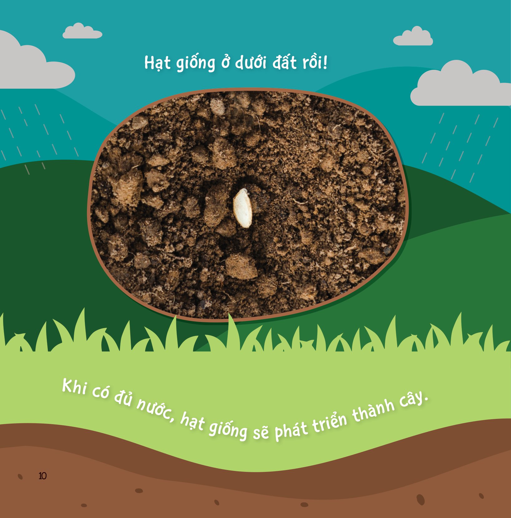 sự sinh trưởng kỳ diệu của vạn vật - vòng đời của cây - Ảnh 9