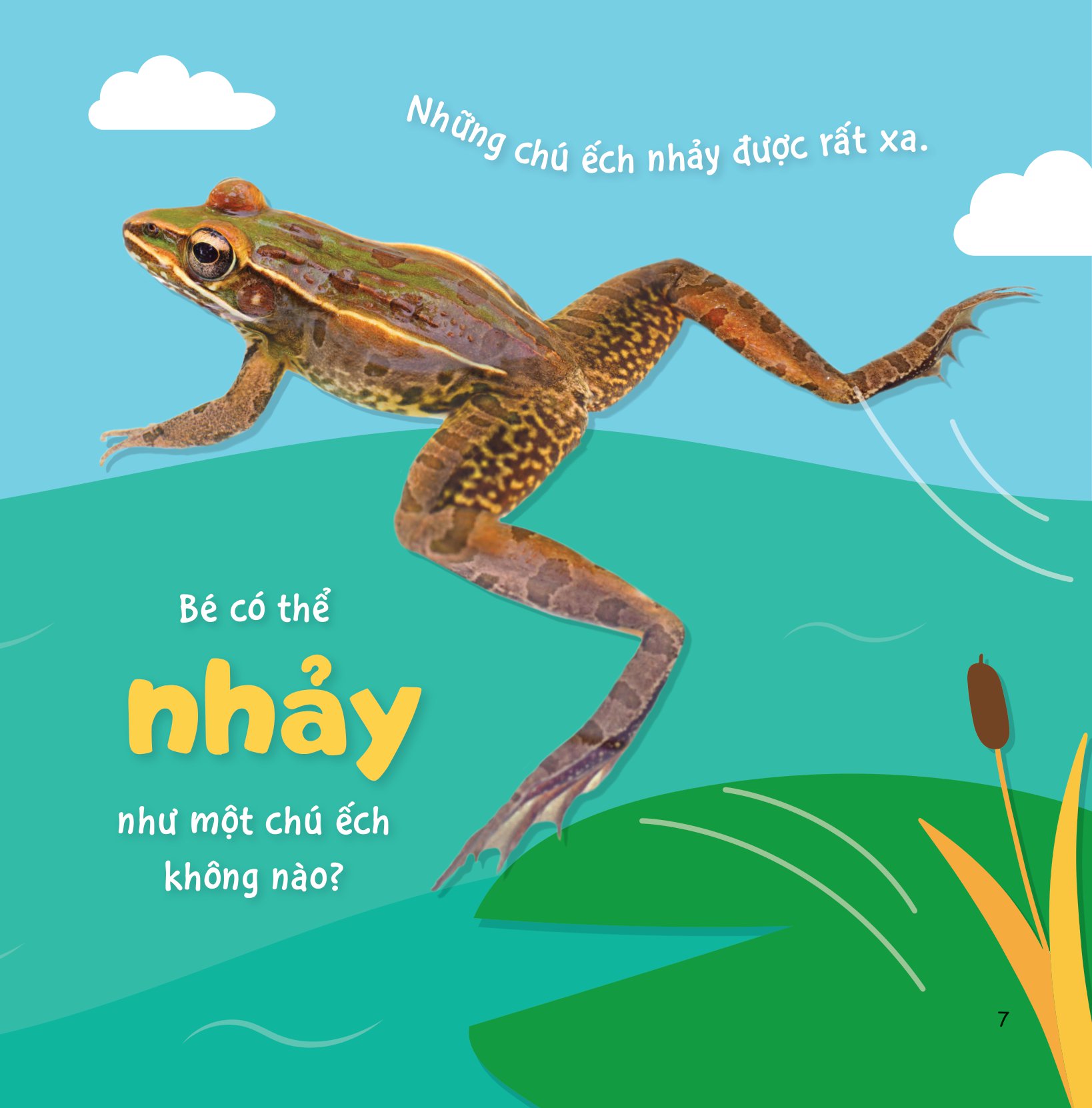 sự sinh trưởng kỳ diệu của vạn vật - vòng đời của ếch - Ảnh 6