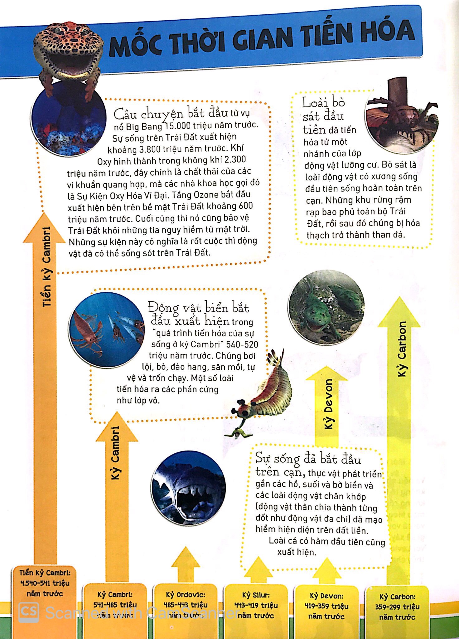 sự tiến hóa - sự trỗi dậy của loài có vú - Ảnh 6