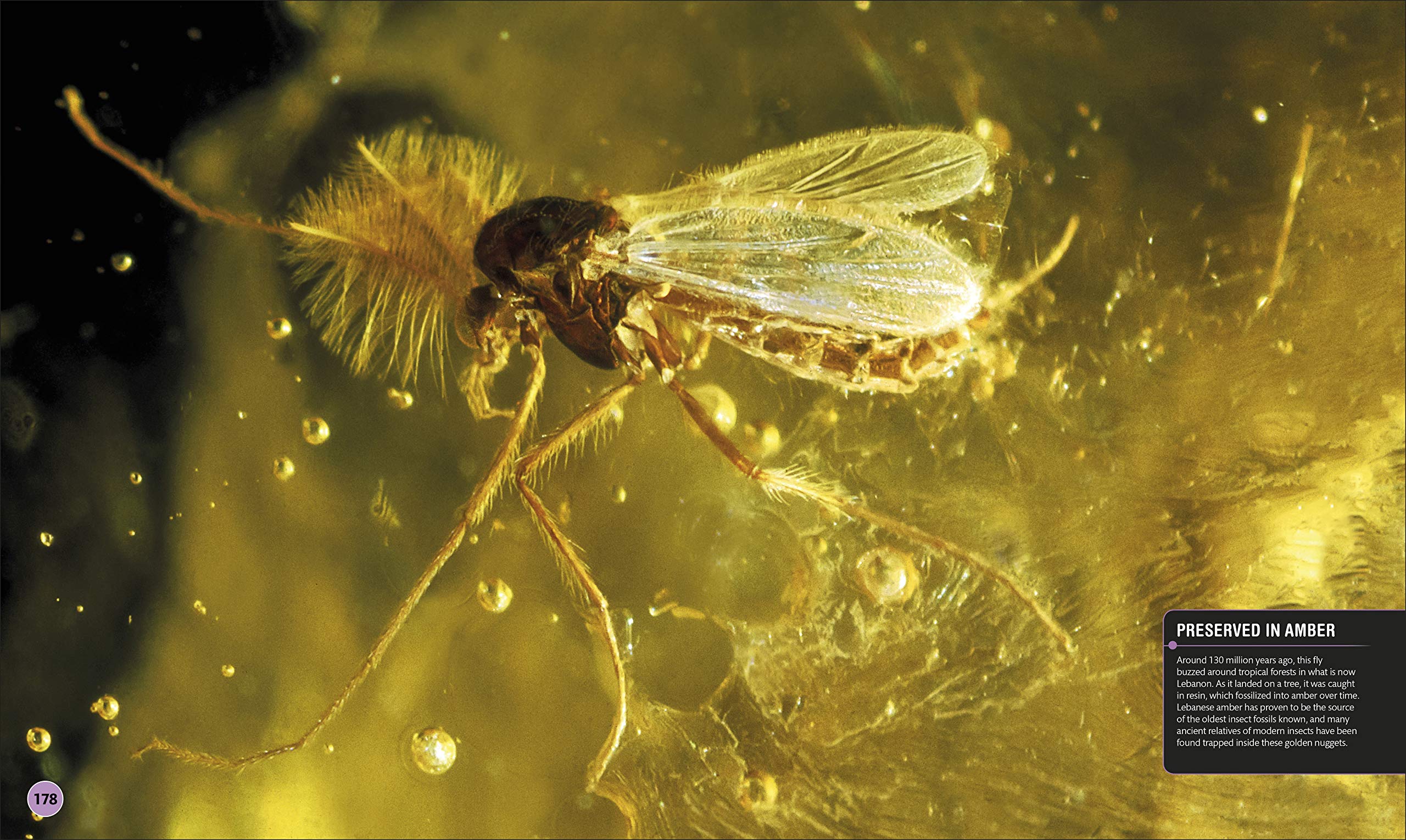 superdinosaur: the biggest, fastest, coolest prehistoric creatures - Ảnh 11