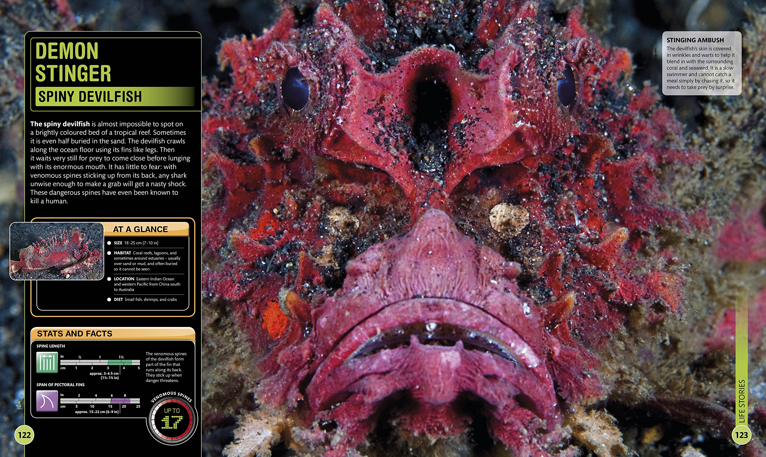 supershark - Ảnh 4