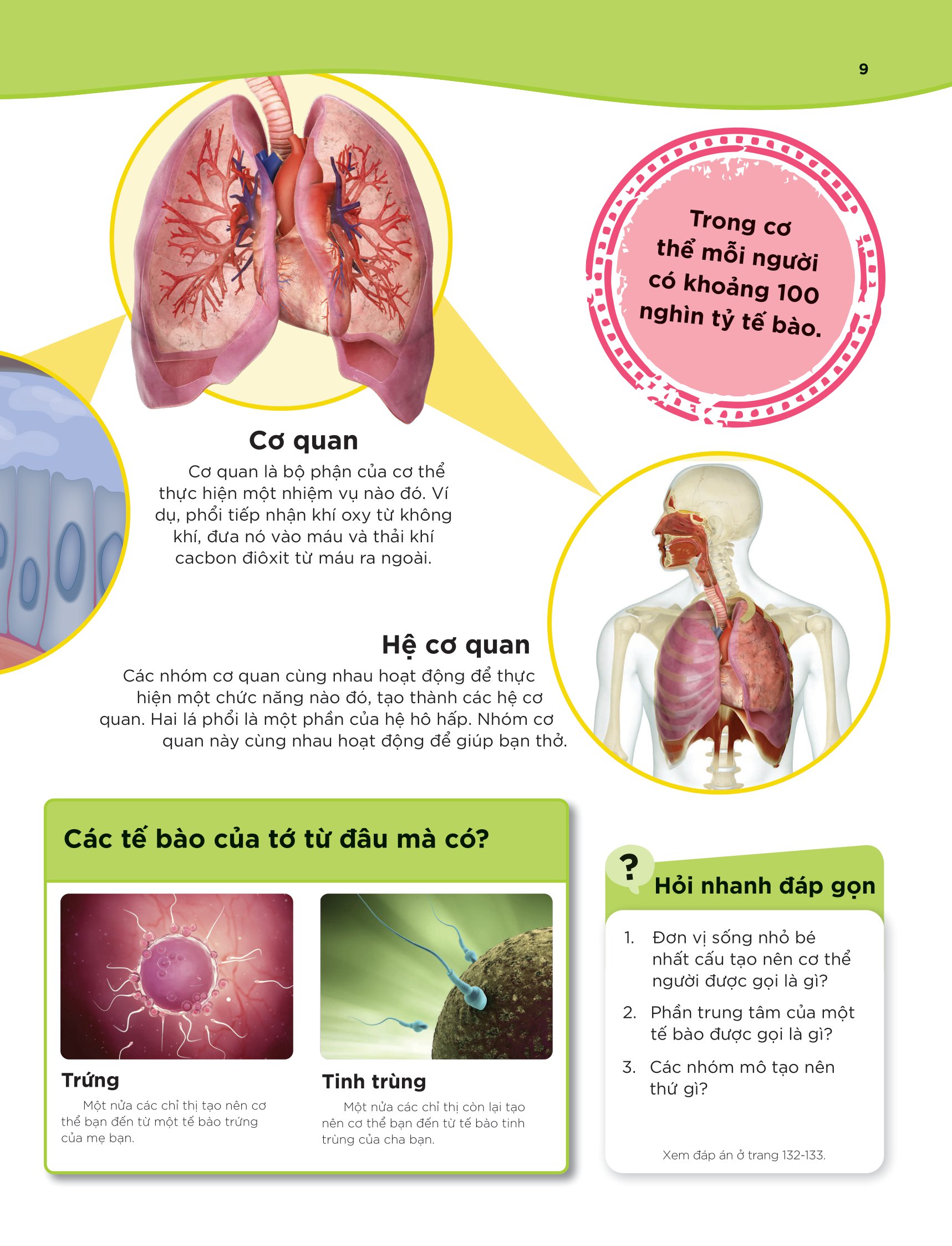 tại sao máu màu đỏ? - với 200 câu hỏi đáng kinh ngạc về cơ thể người - Ảnh 10