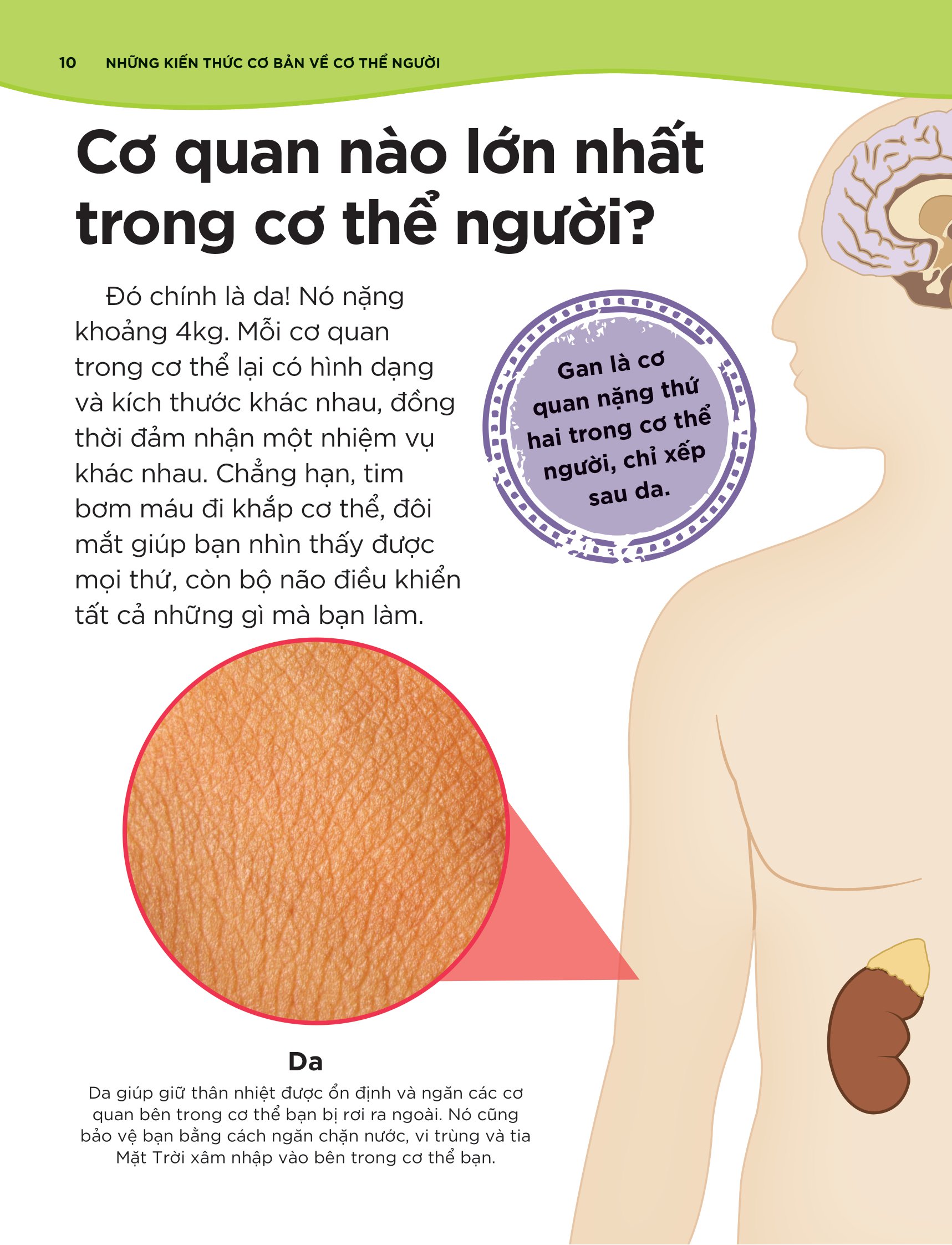 tại sao máu màu đỏ? - với 200 câu hỏi đáng kinh ngạc về cơ thể người - Ảnh 11