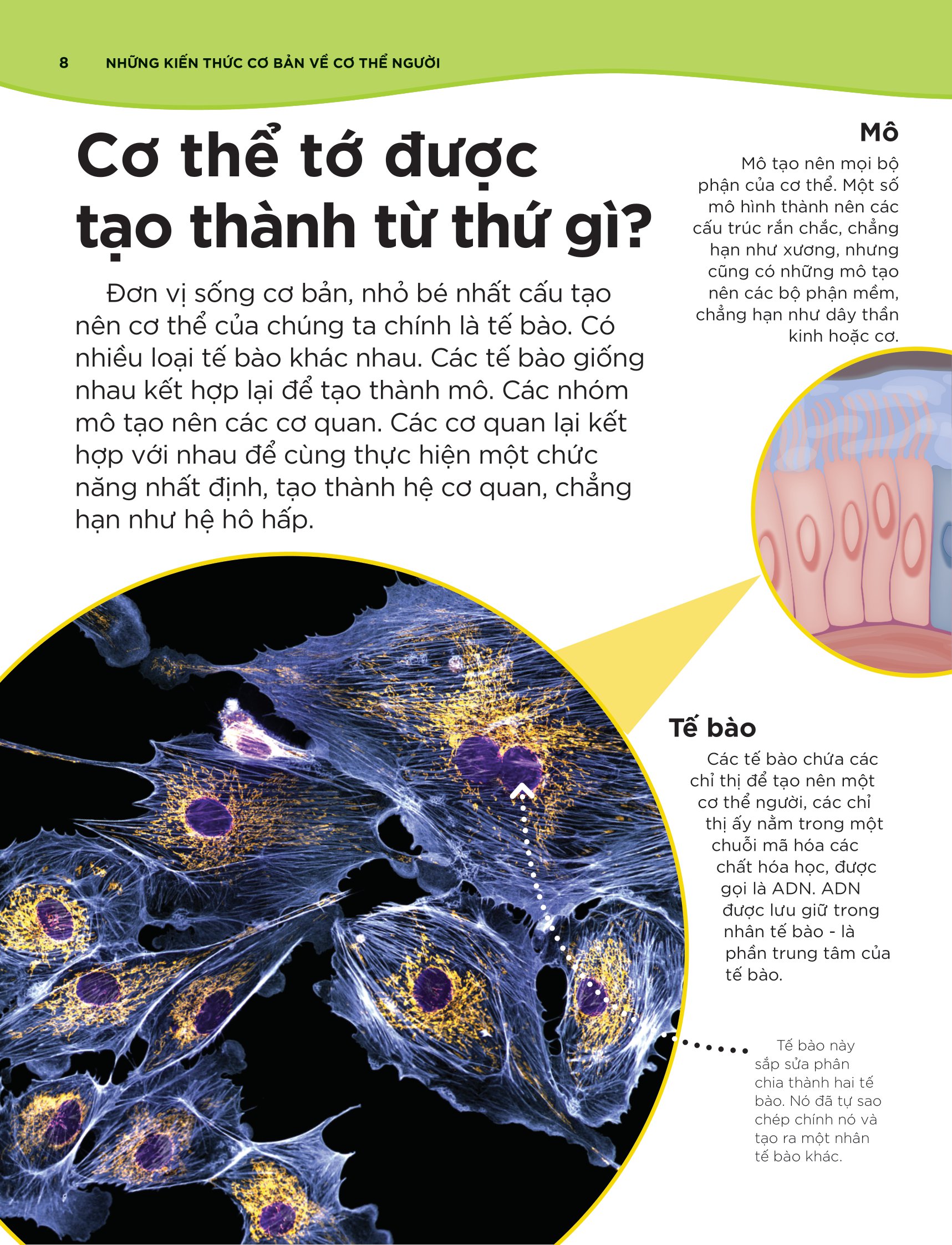 tại sao máu màu đỏ? - với 200 câu hỏi đáng kinh ngạc về cơ thể người - Ảnh 9