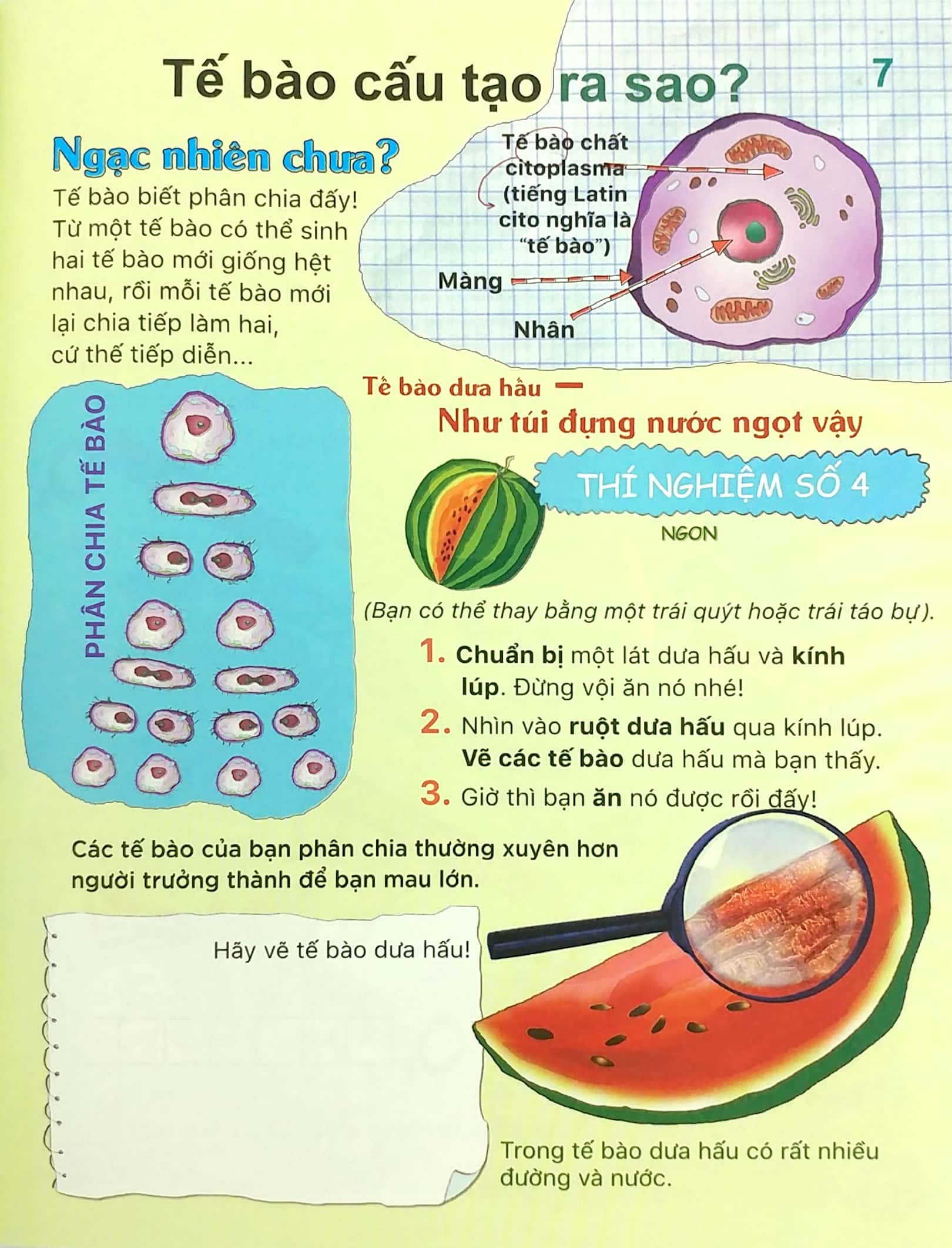 tại sao? sao tim đập và dạ dày réo? - 40 thí nghiệm, thực hành trò chơi, câu đố, sự kiện kỳ thú - Ảnh 8