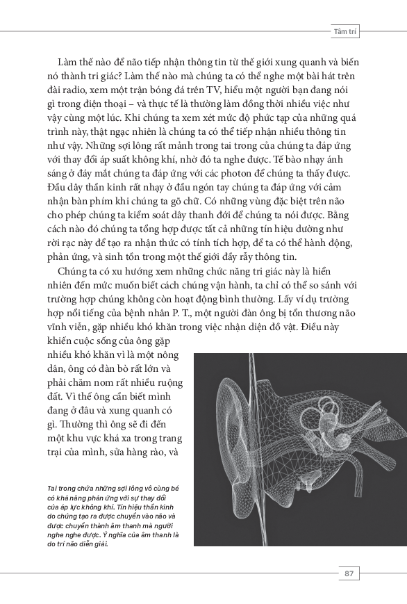 tâm lý học toàn thư - bộ não và tâm trí - Ảnh 7