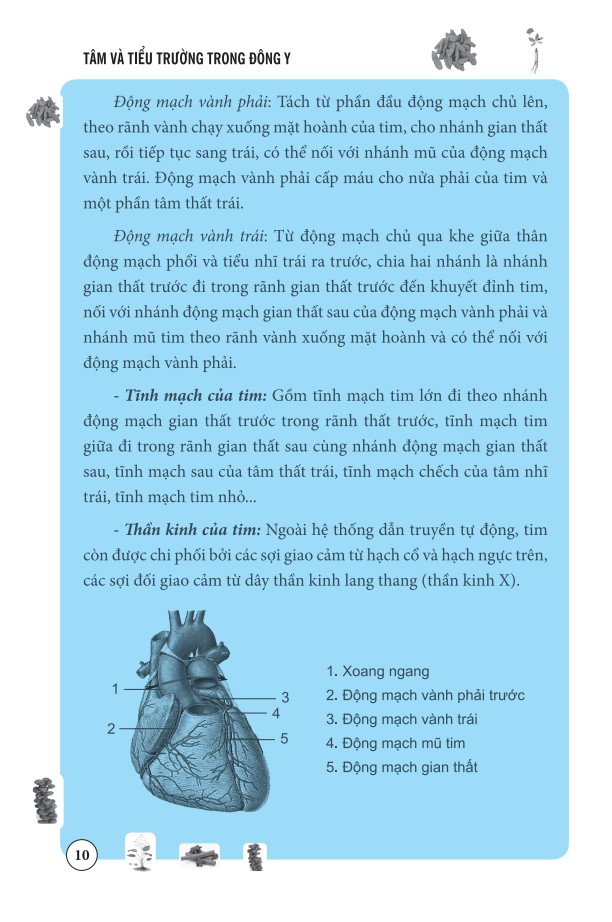tâm và tiểu trường trong đông y - Ảnh 12