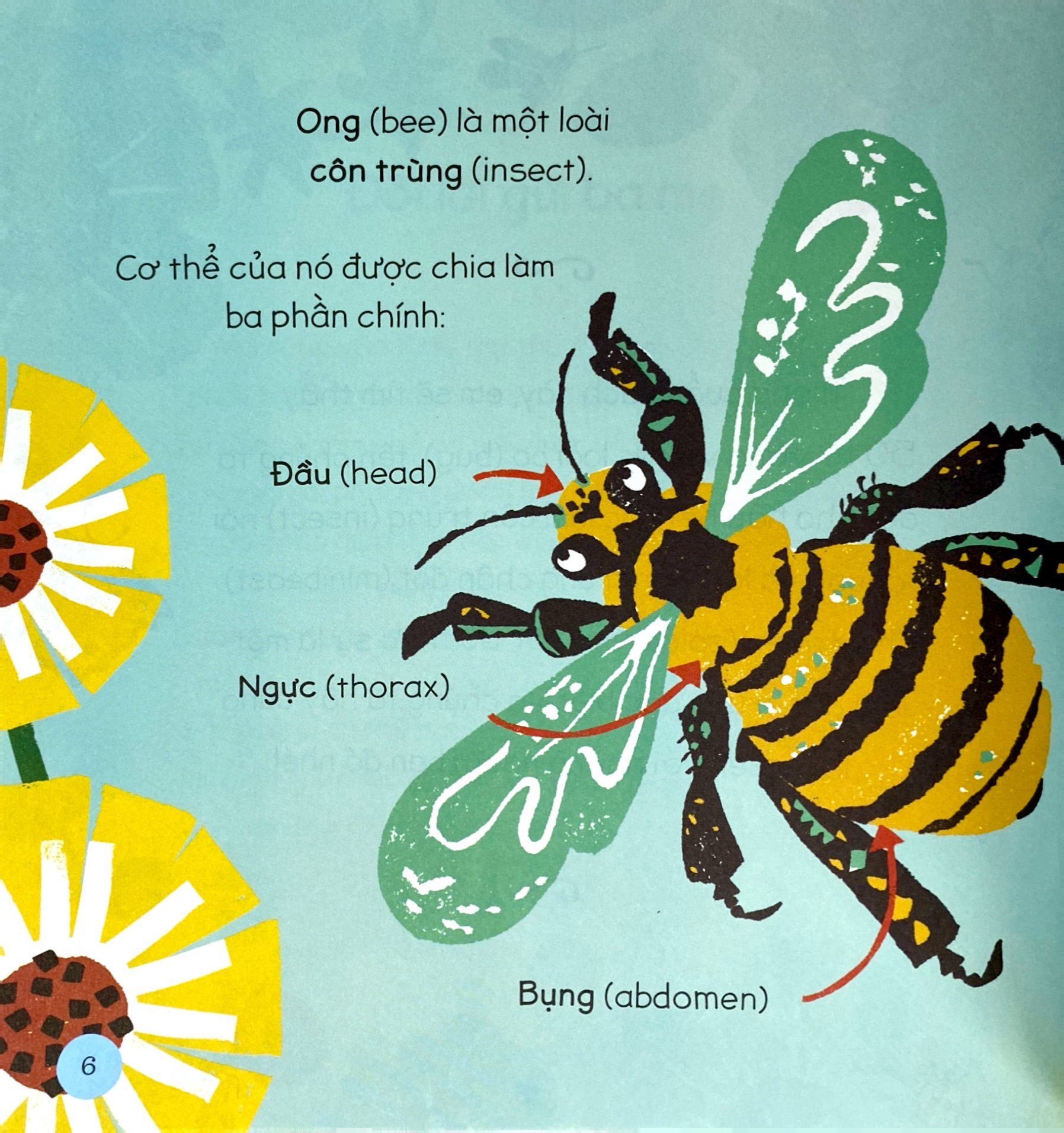 tăng vốn từ, thêm kiến thức - 50 từ về các loài bọ - Ảnh 6