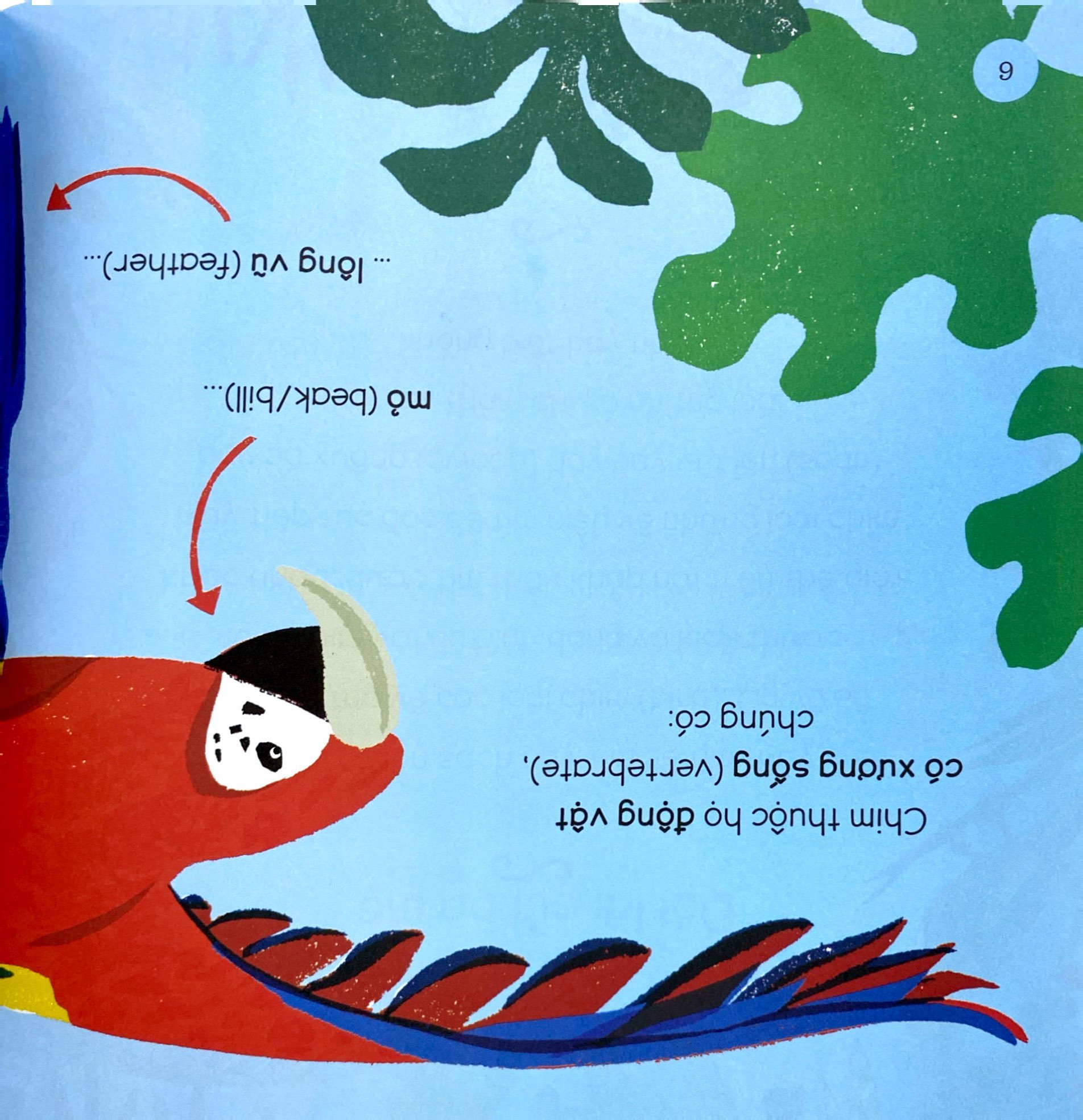 tăng vốn từ, thêm kiến thức - 50 từ về các loài chim - Ảnh 6