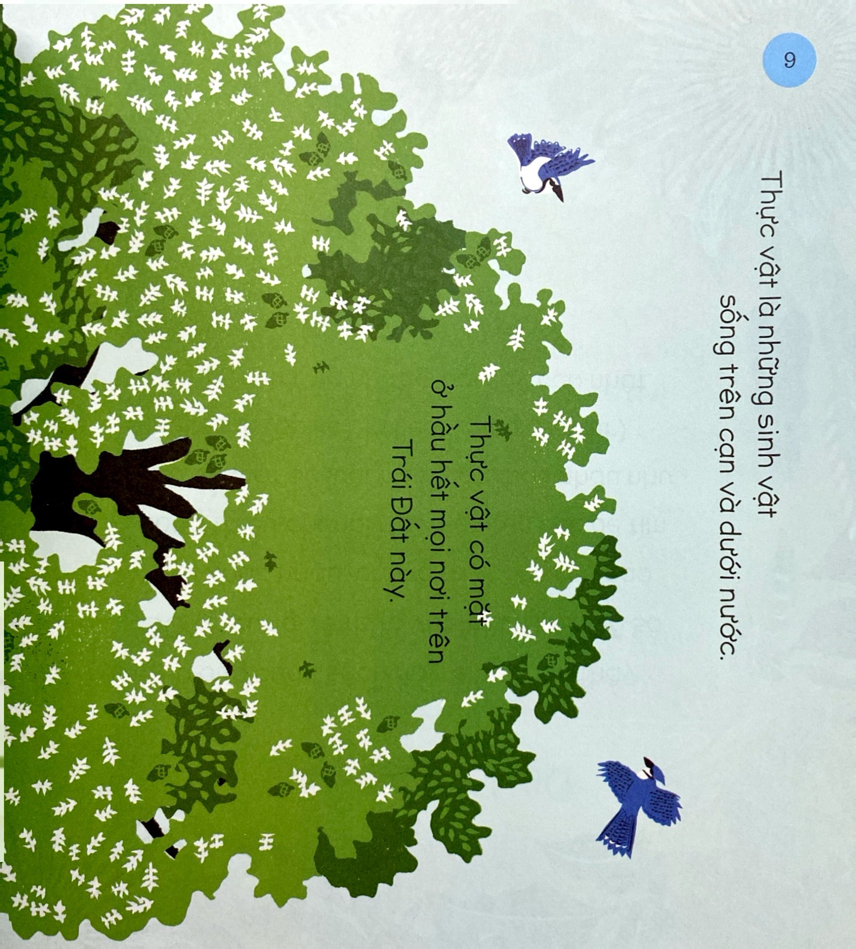 tăng vốn từ, thêm kiến thức - 50 từ về thực vật - Ảnh 6