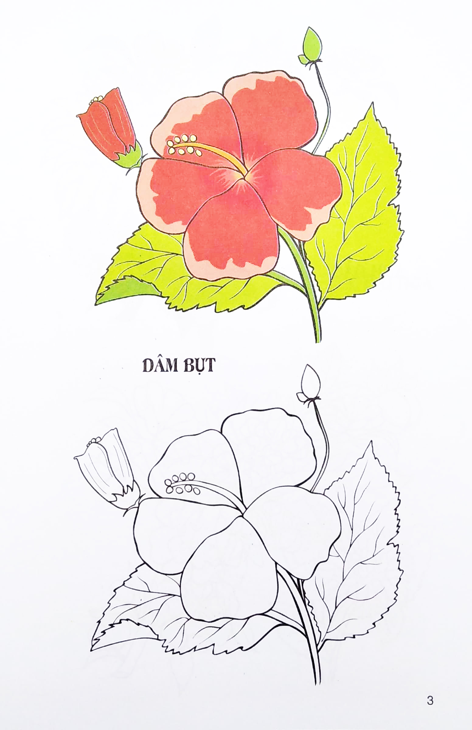 tập tô màu các loại hoa - Ảnh 4