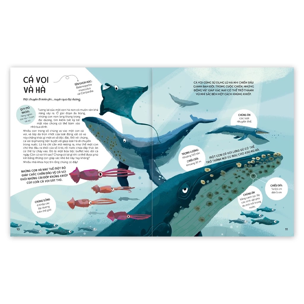 teamwork làm việc nhóm - bài học từ vương quốc động vật - Ảnh 5