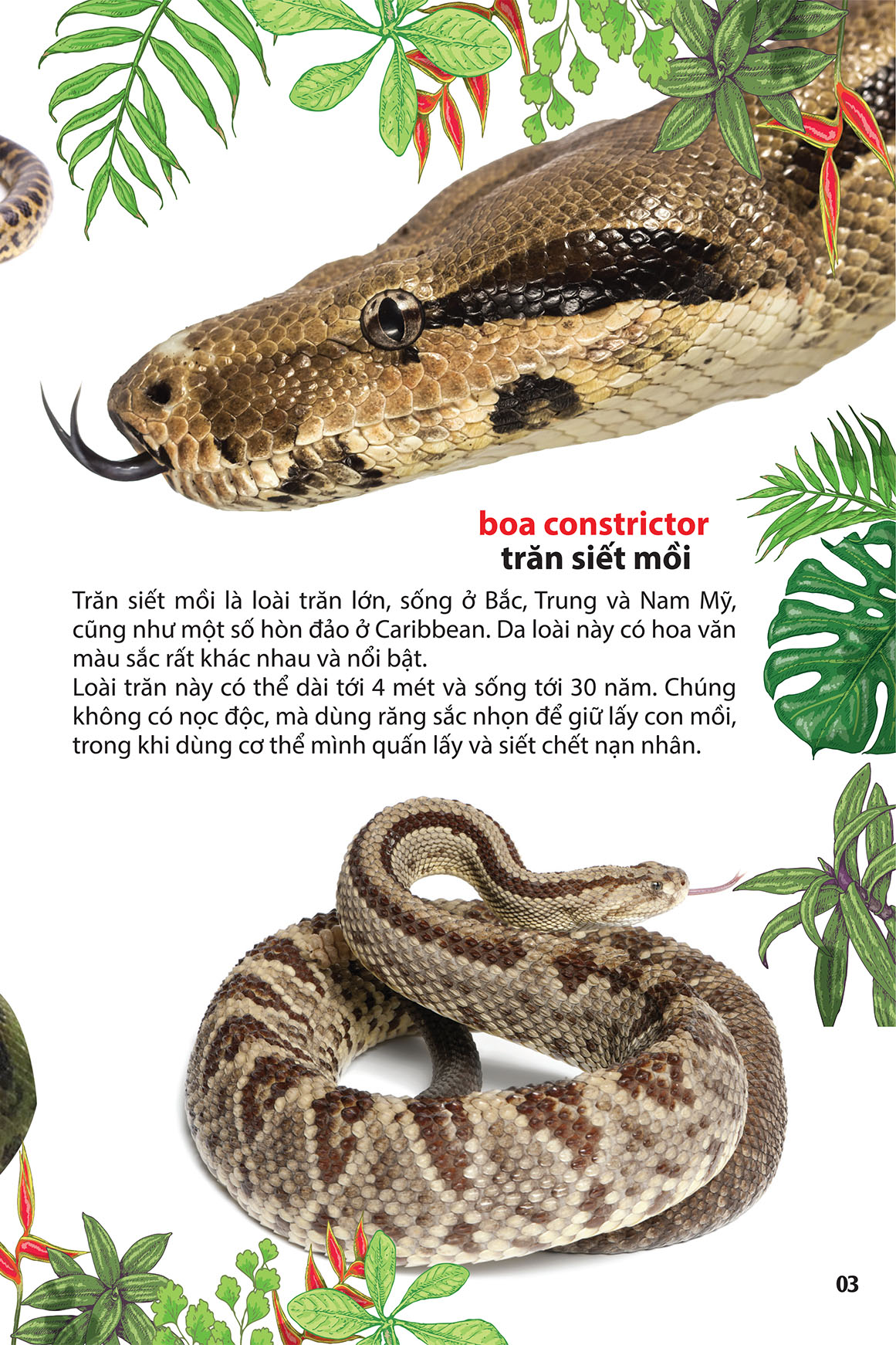 thám hiểm amazon - thế giới động vật - Ảnh 2