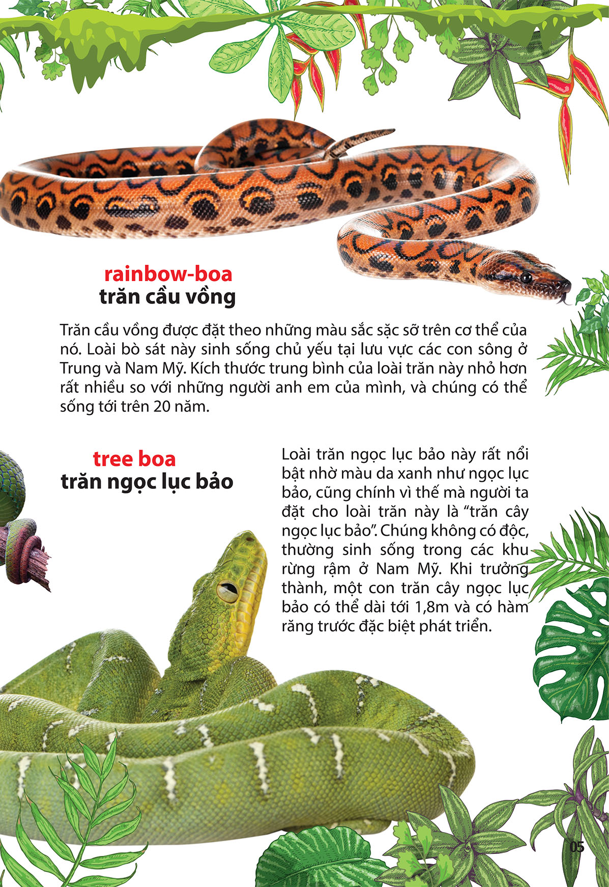 thám hiểm amazon - thế giới động vật - Ảnh 3