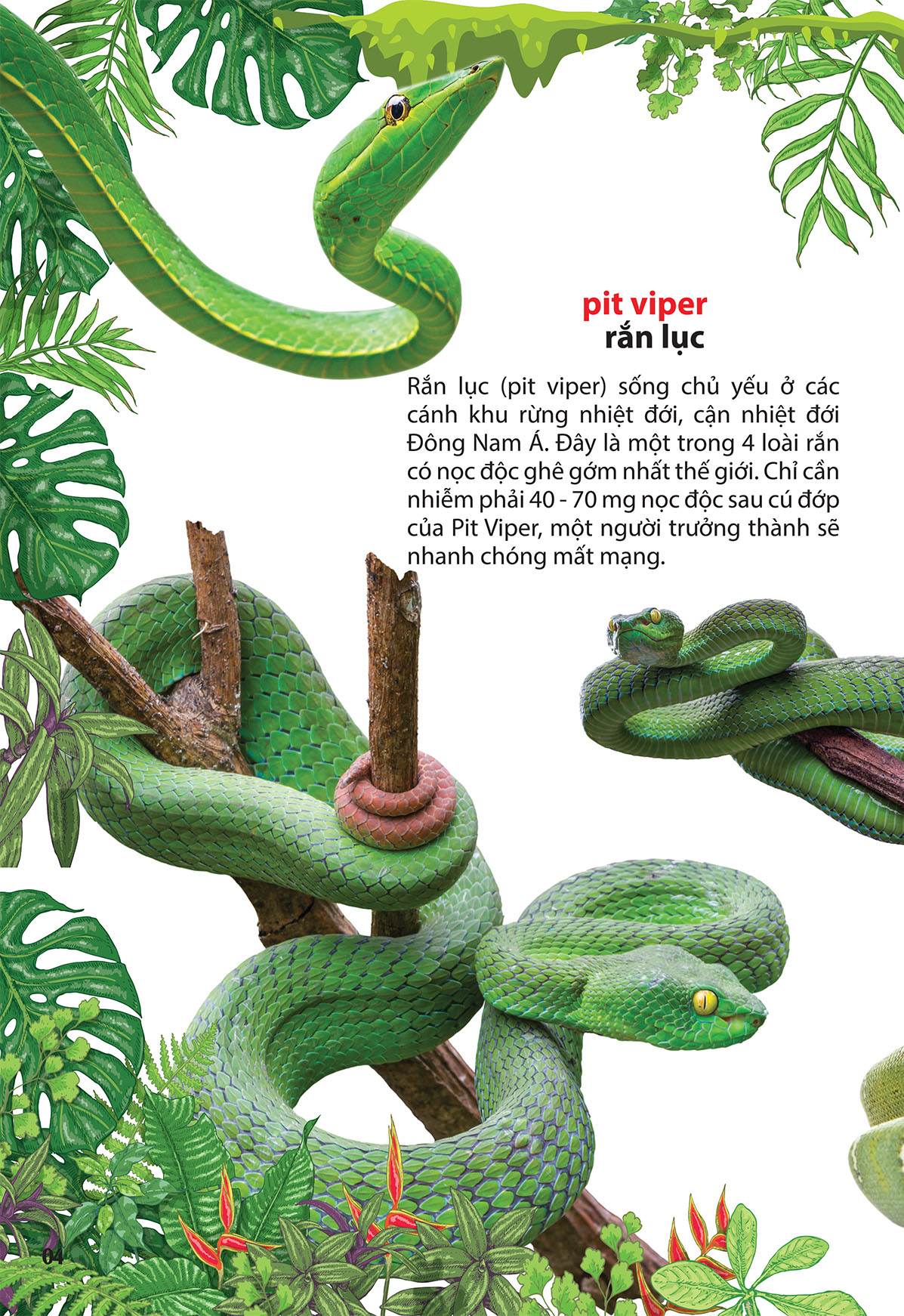 thám hiểm amazon - thế giới động vật - Ảnh 4