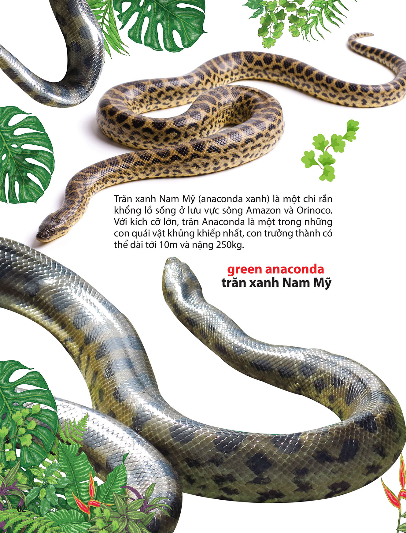 thám hiểm amazon - thế giới động vật - Ảnh 5