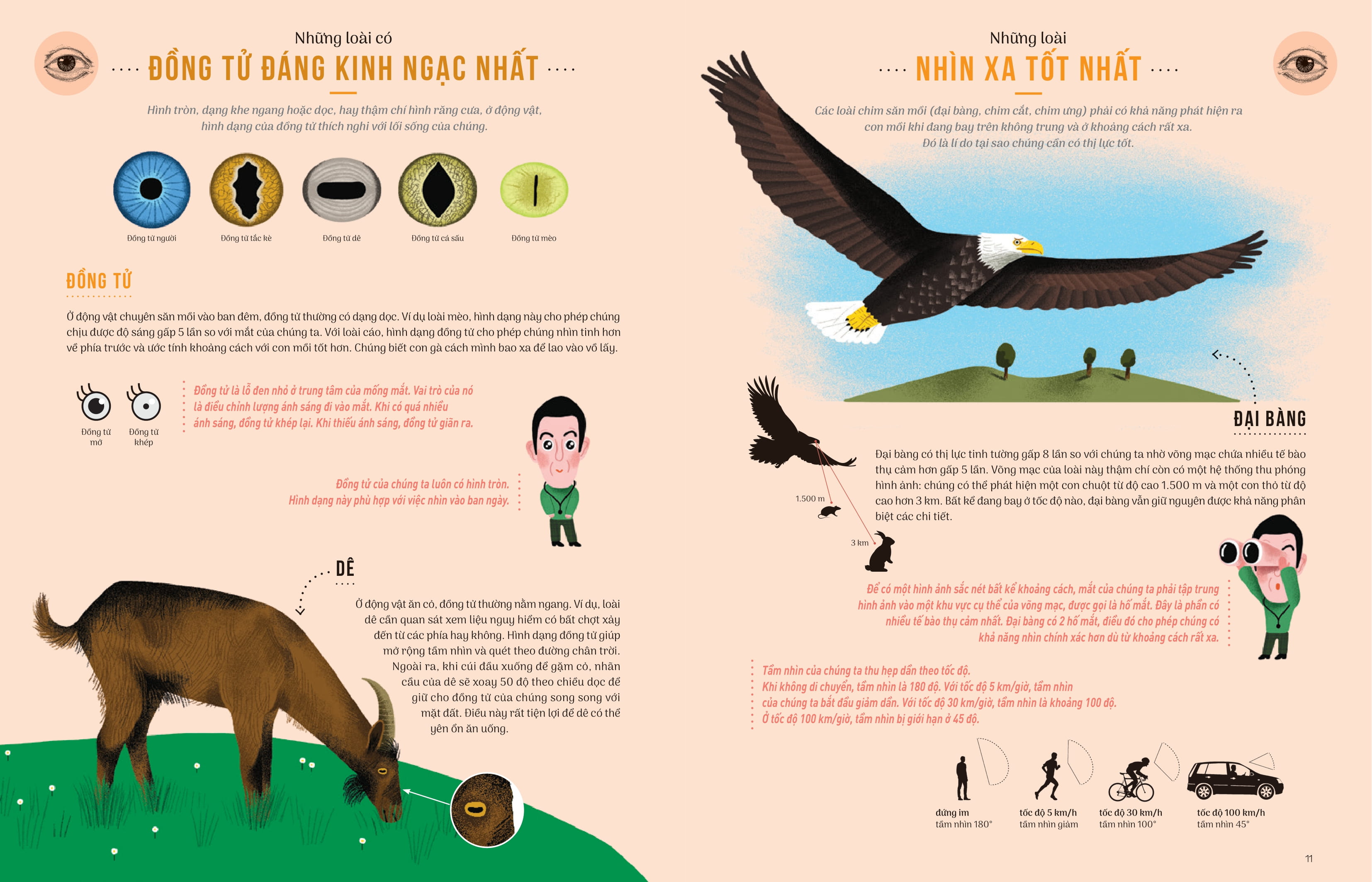 thật khó tin - so sánh năm giác quan giữa con người và động vật - Ảnh 6