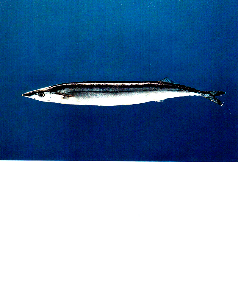 the alphabet i found in mom's kitchen (tiếng anh) - Ảnh 11