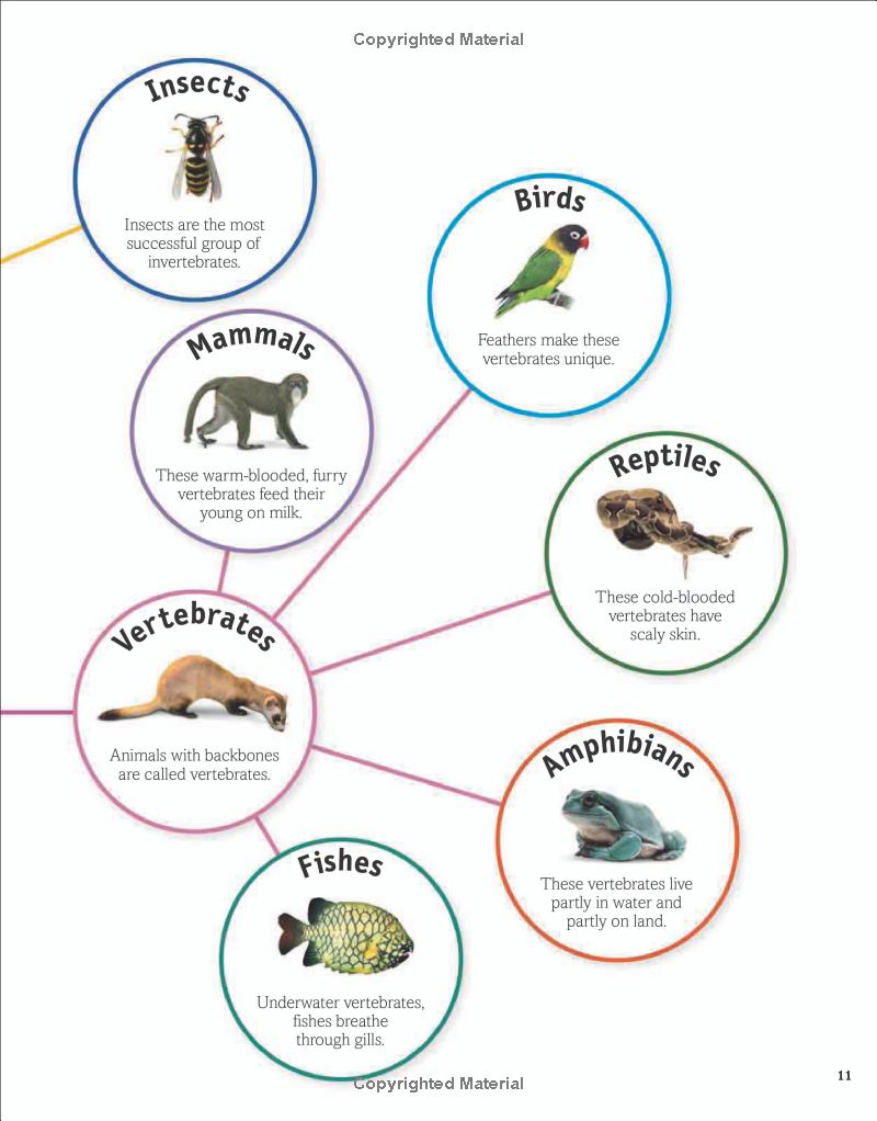 the animal book - Ảnh 12