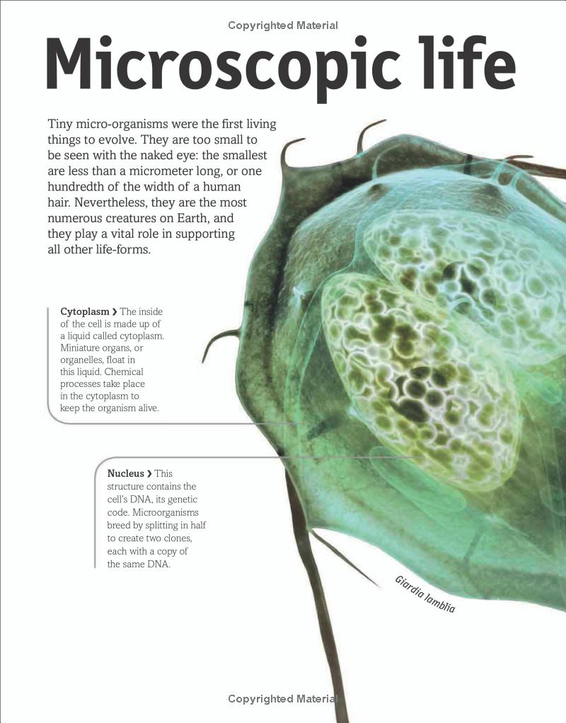 the animal book - Ảnh 13