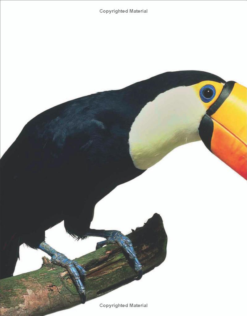 the animal book - Ảnh 5