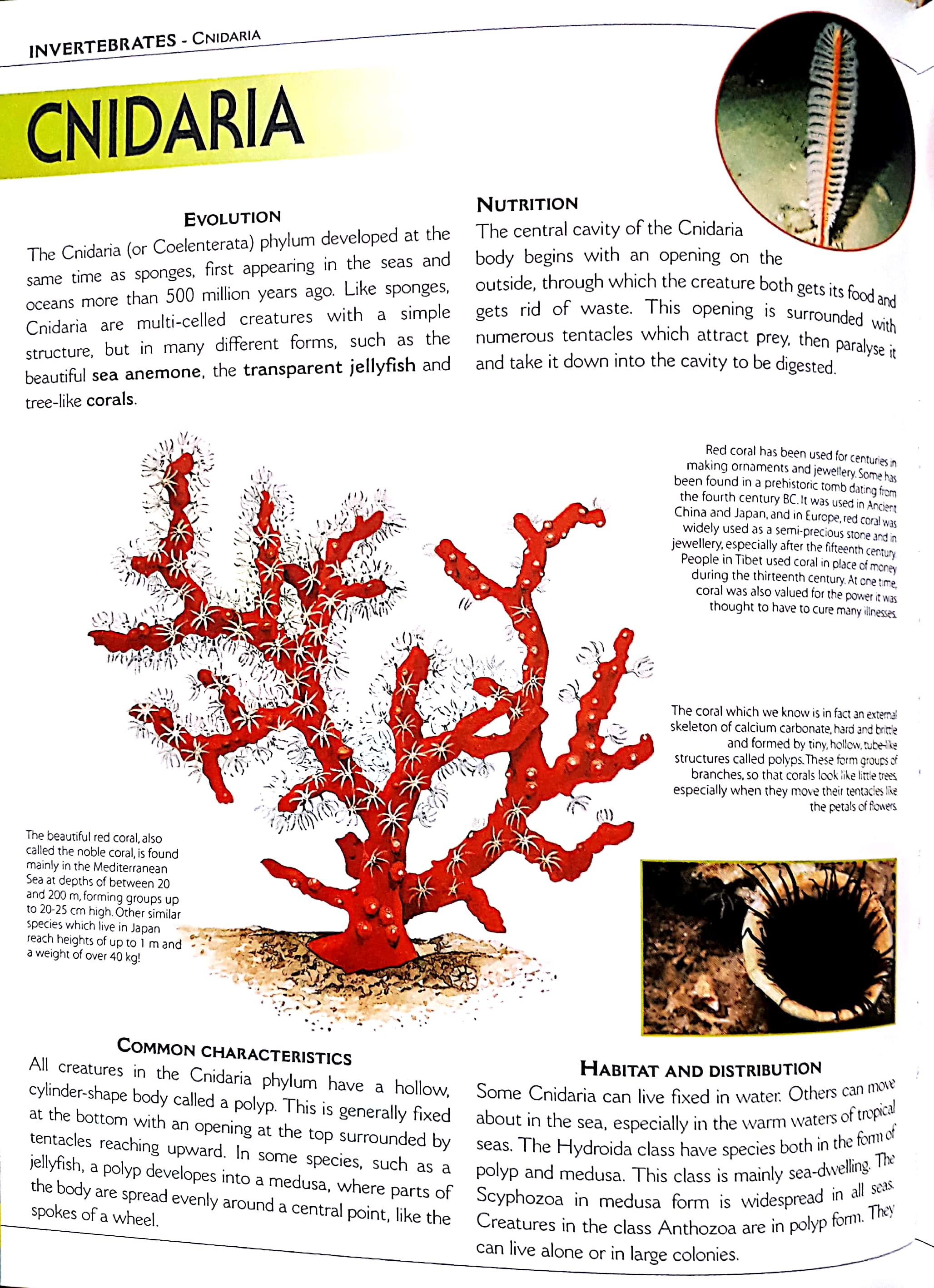 the big book of animals - Ảnh 4