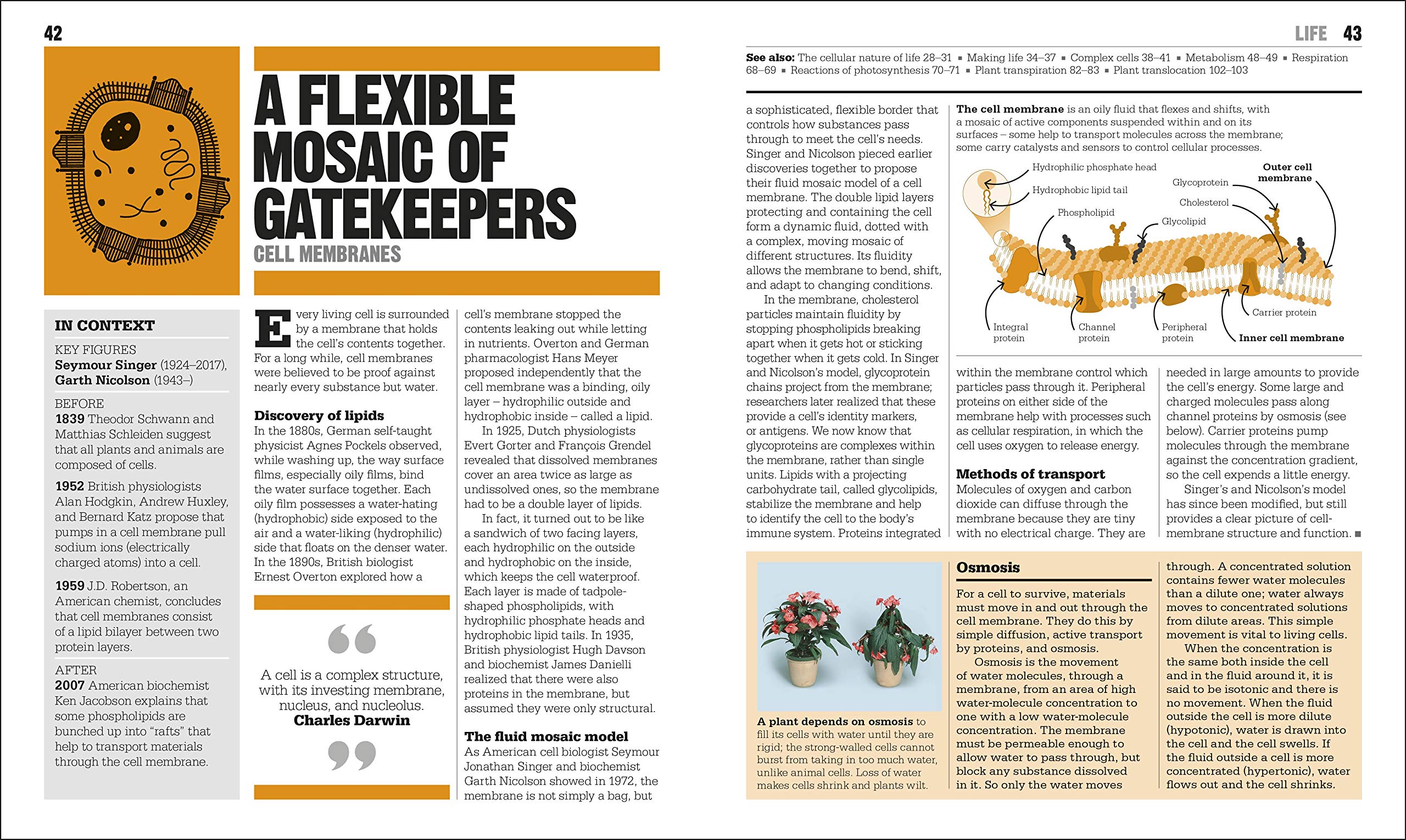 the biology book: big ideas simply explained - Ảnh 4