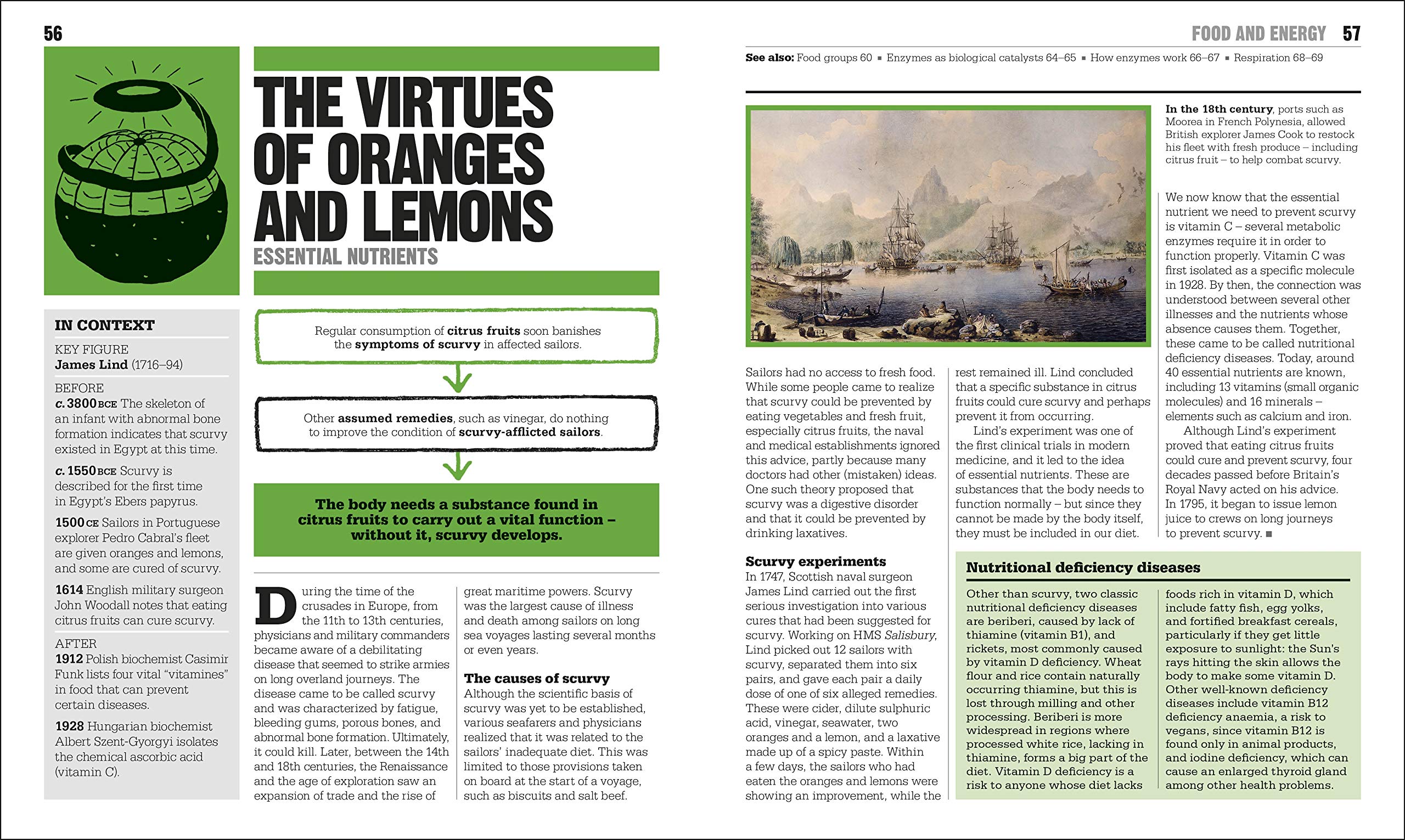 the biology book: big ideas simply explained - Ảnh 5