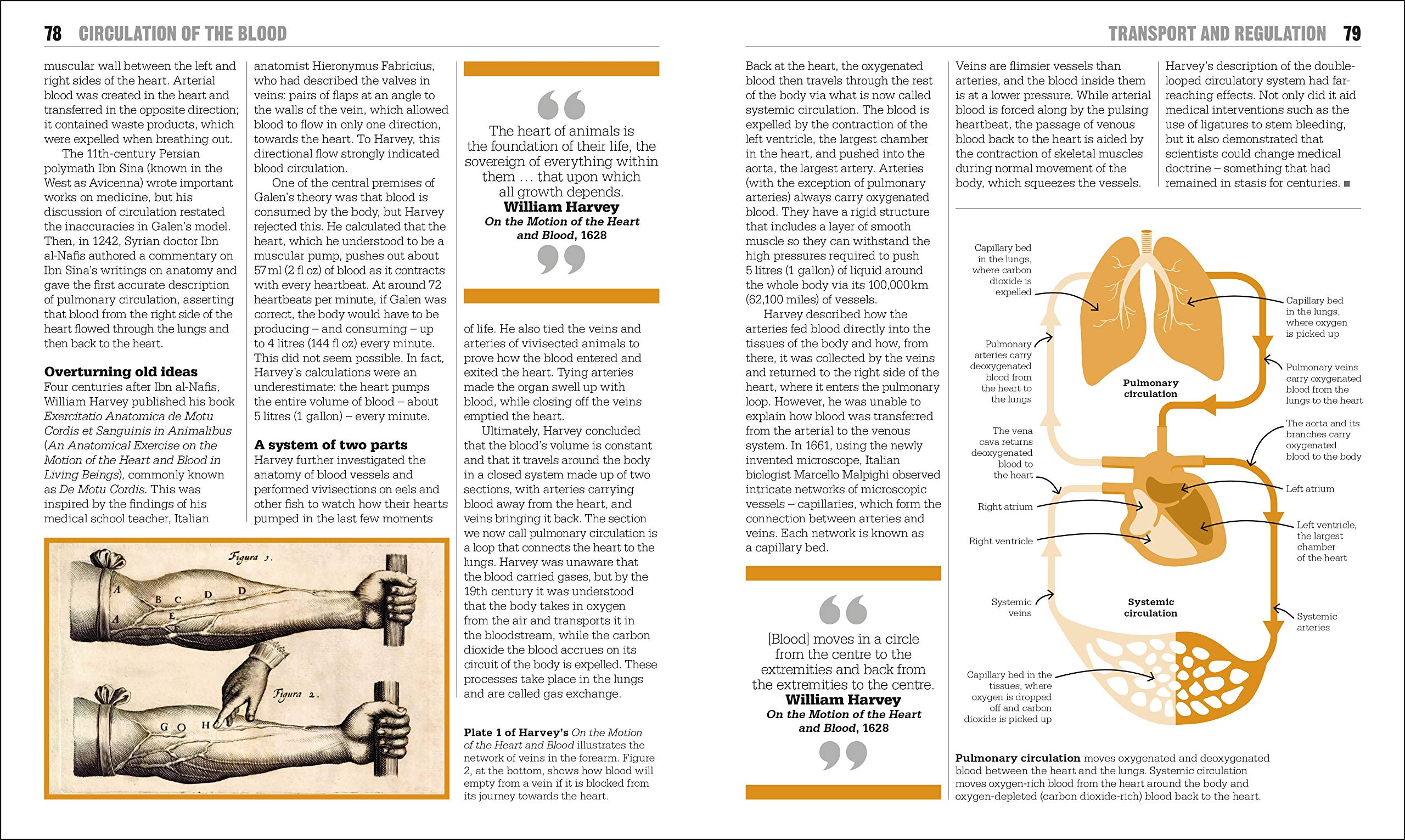 the biology book: big ideas simply explained - Ảnh 7