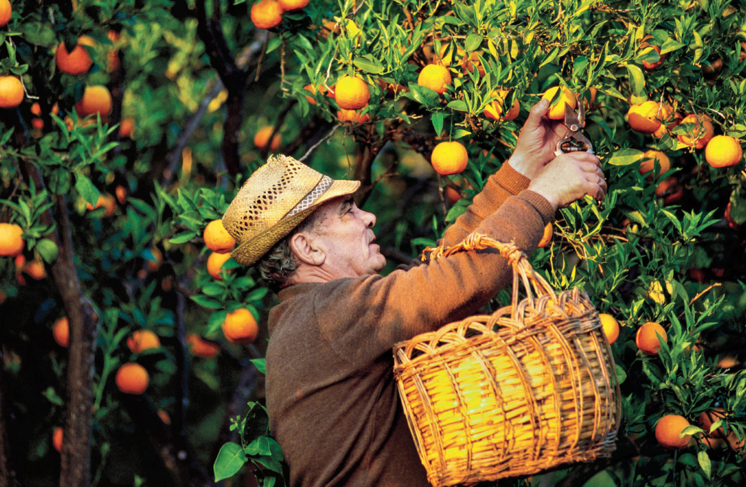 the blue zones secrets for living longer - Ảnh 8