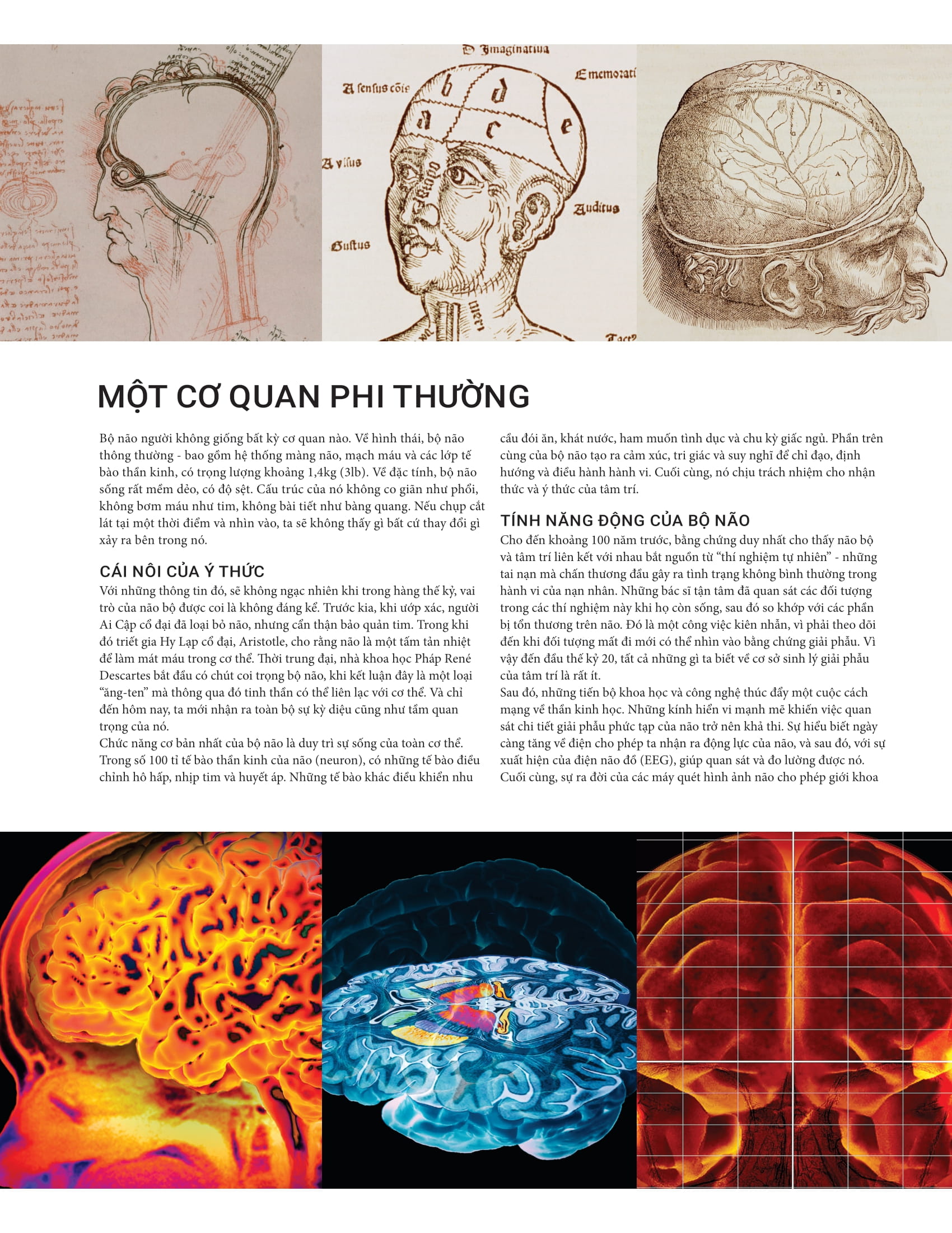 the brain book - não chúng ta có gì và làm gì? - bìa cứng - Ảnh 6