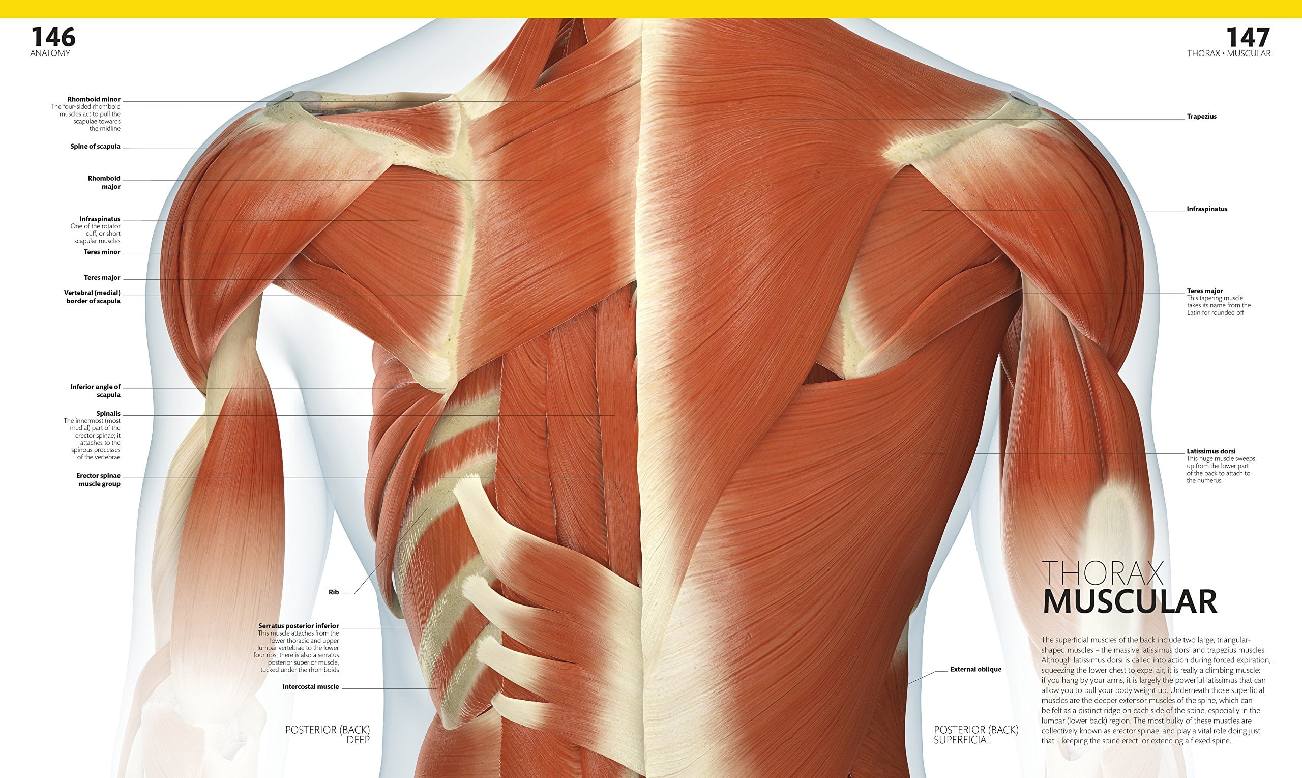 The Complete Human Body - Ảnh 3