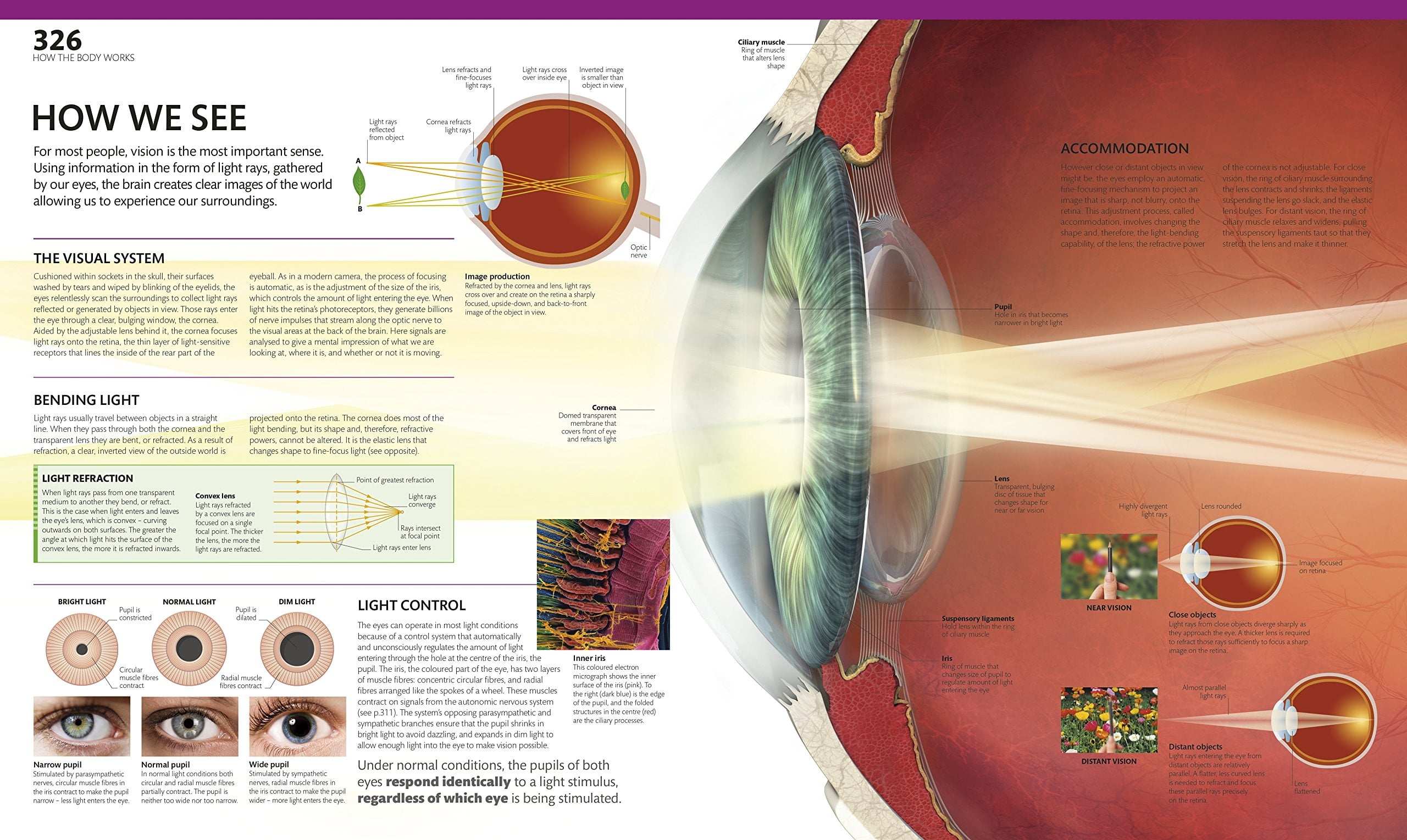 The Complete Human Body - Ảnh 6