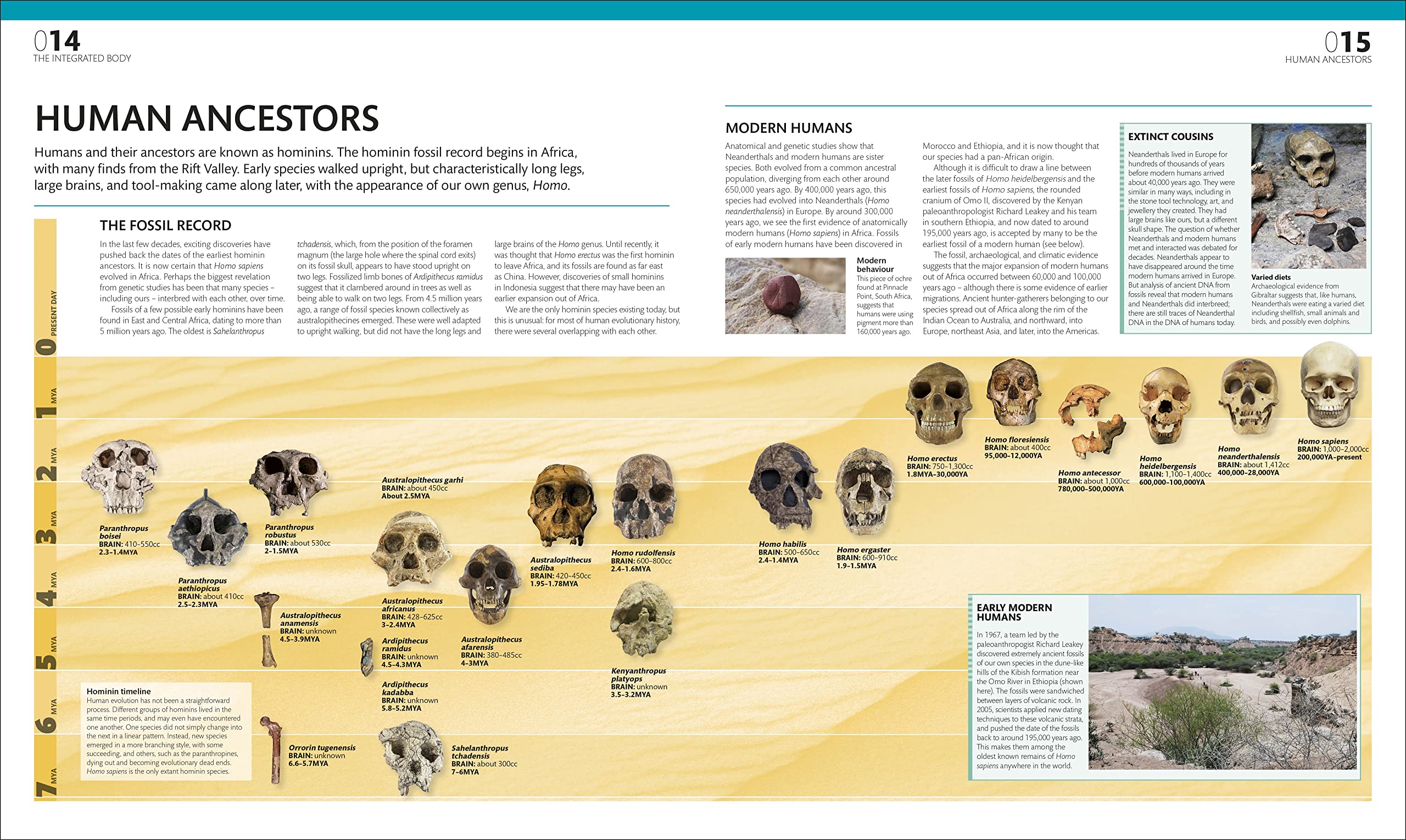 the complete human body -the definitive visual guide - Ảnh 4