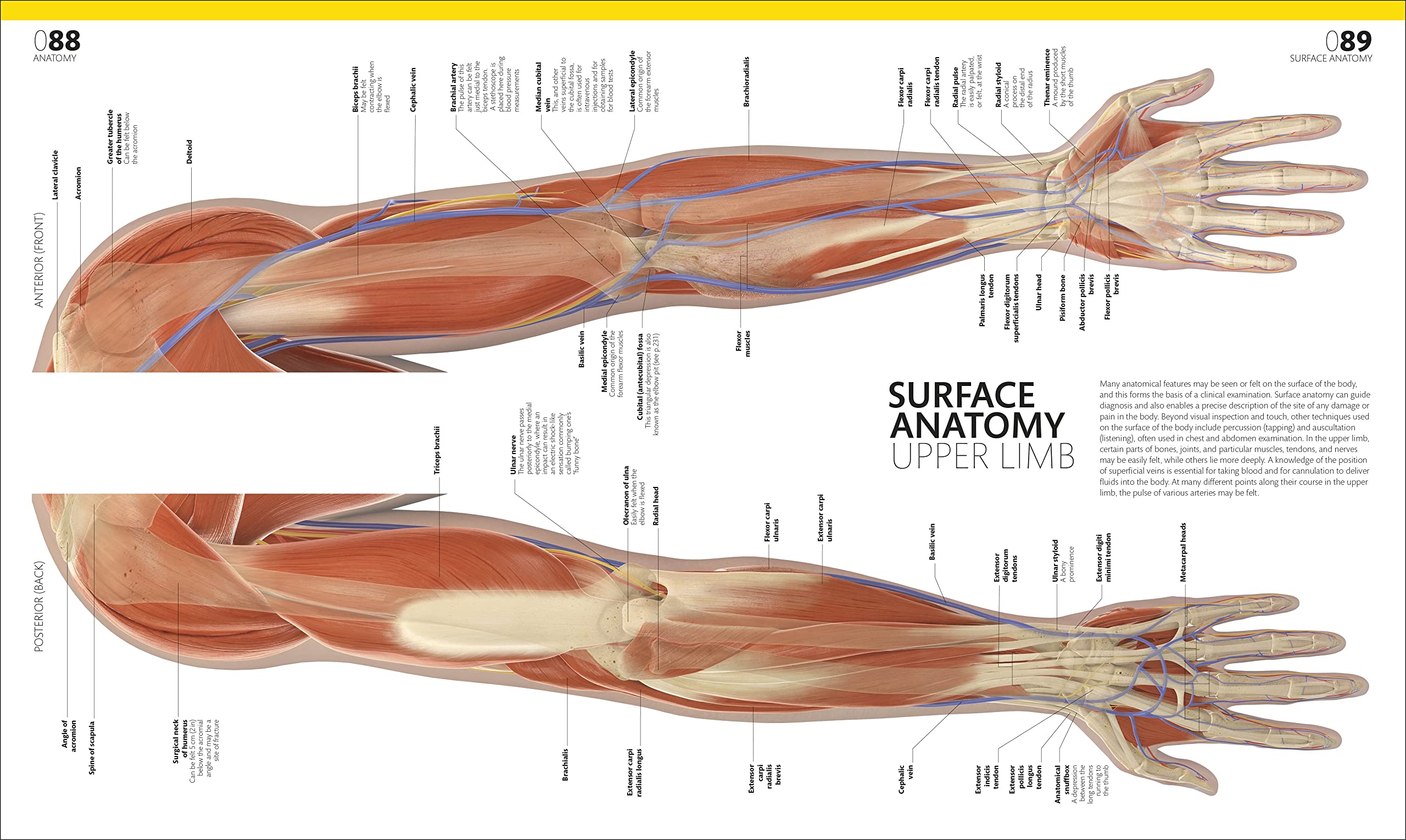 the complete human body -the definitive visual guide - Ảnh 5