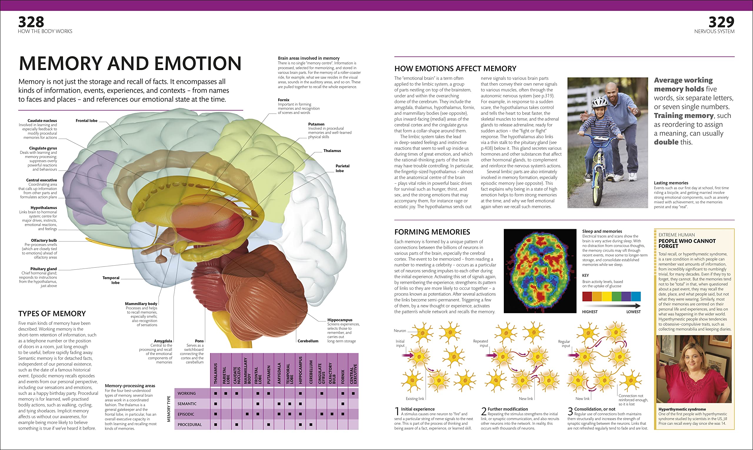 the complete human body -the definitive visual guide - Ảnh 8