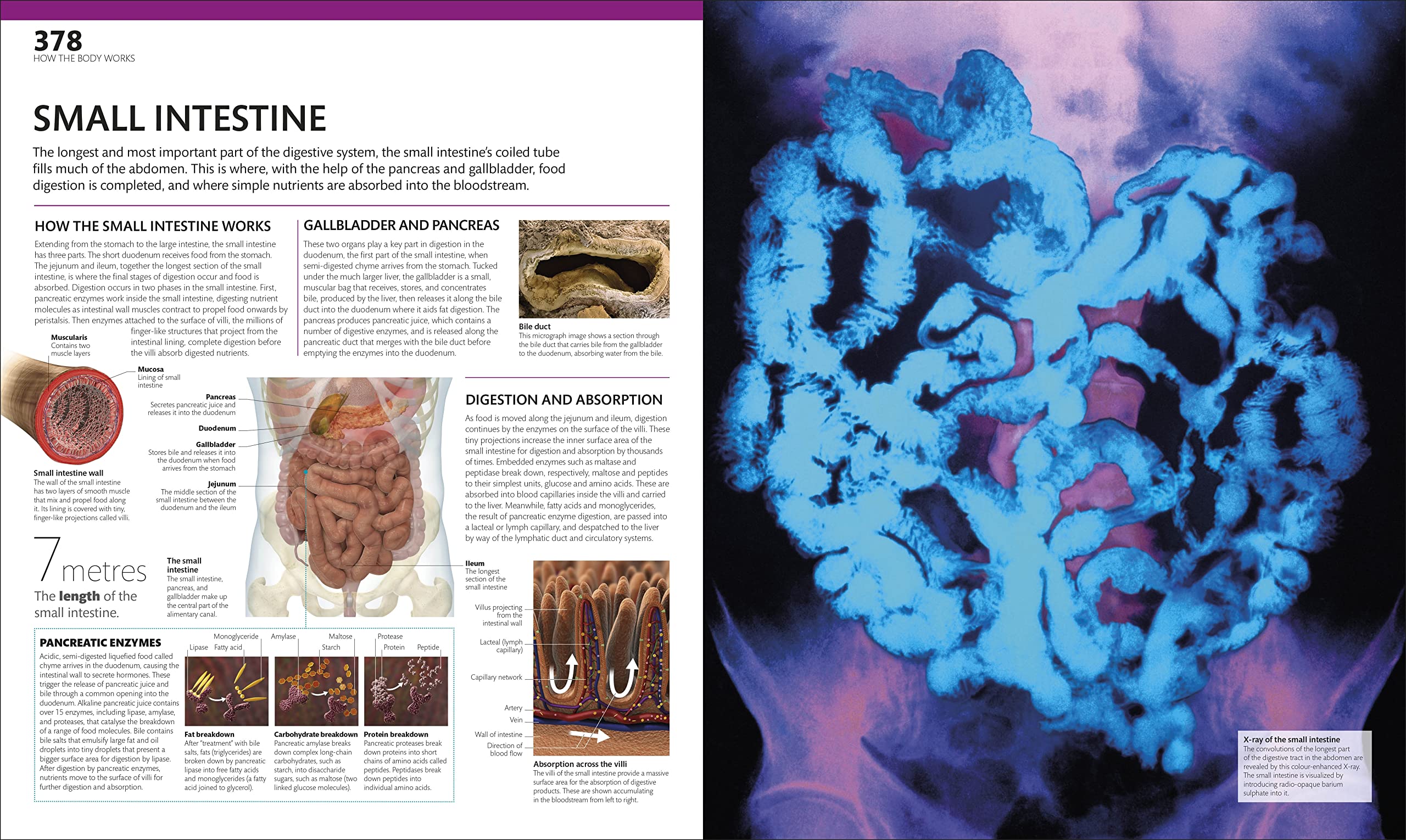 the complete human body -the definitive visual guide - Ảnh 9