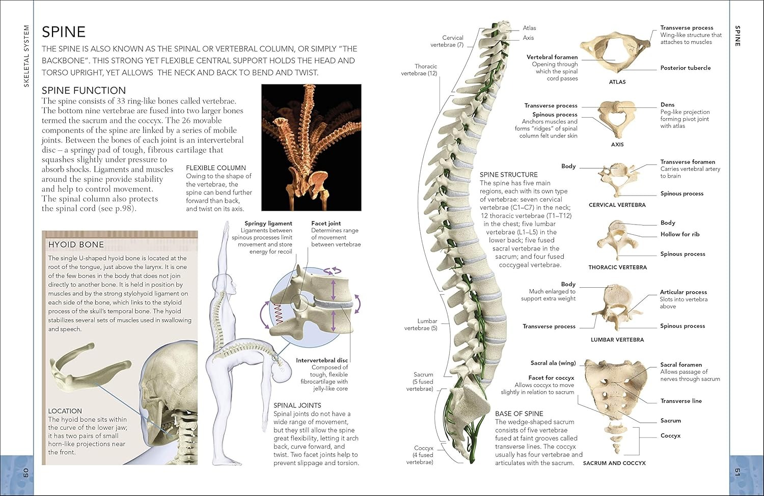 the concise human body book - Ảnh 4