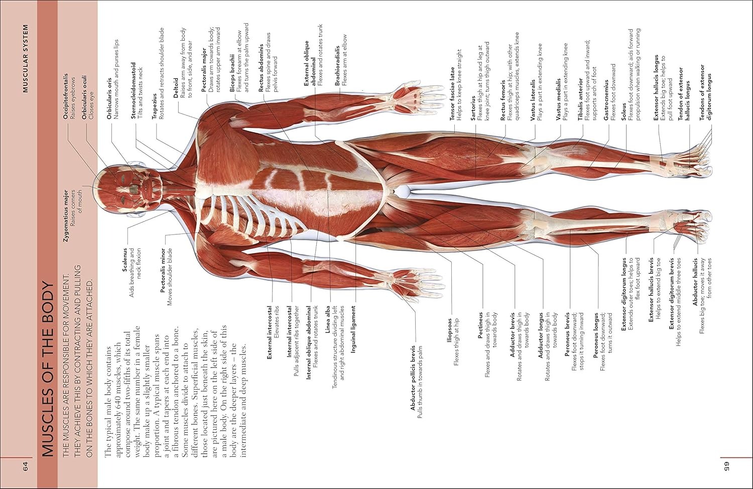 the concise human body book - Ảnh 5