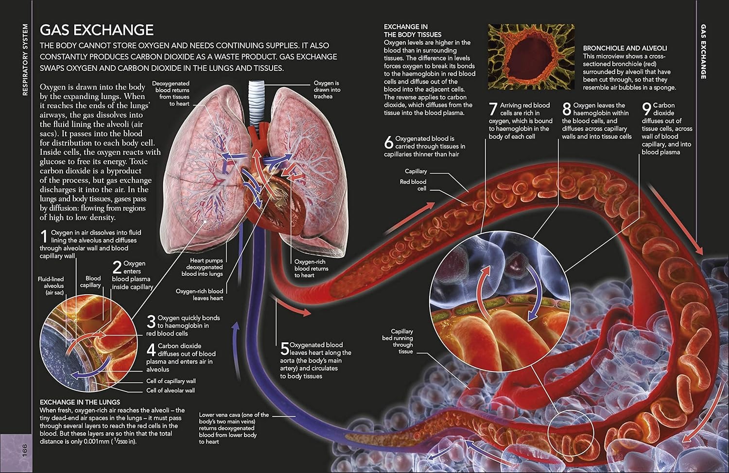 the concise human body book - Ảnh 7