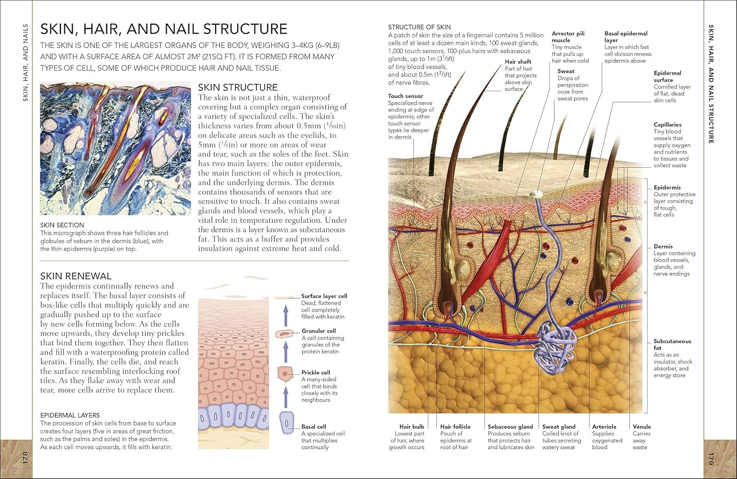 the concise human body book - Ảnh 8