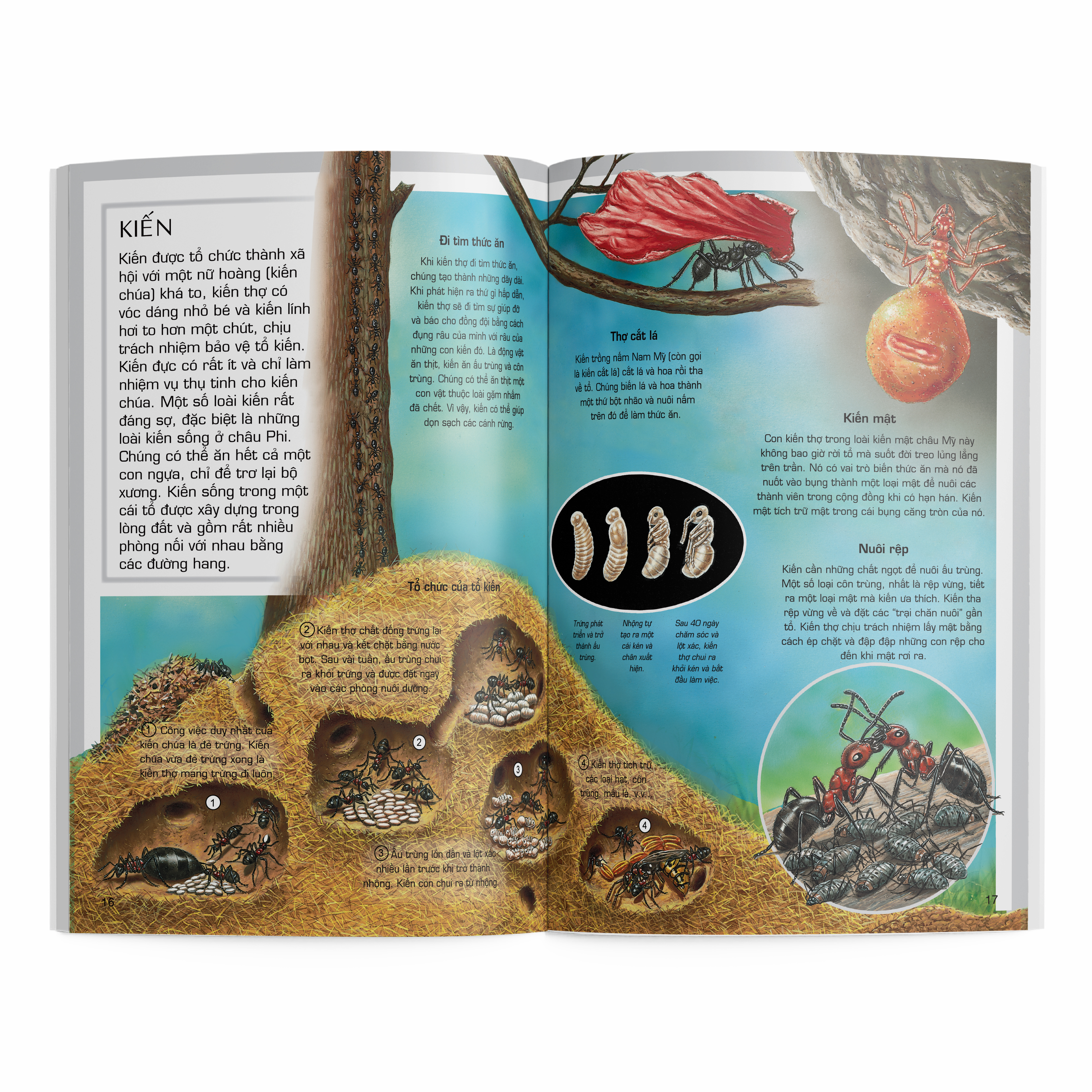 thế giới động vật - côn trùng - Ảnh 3