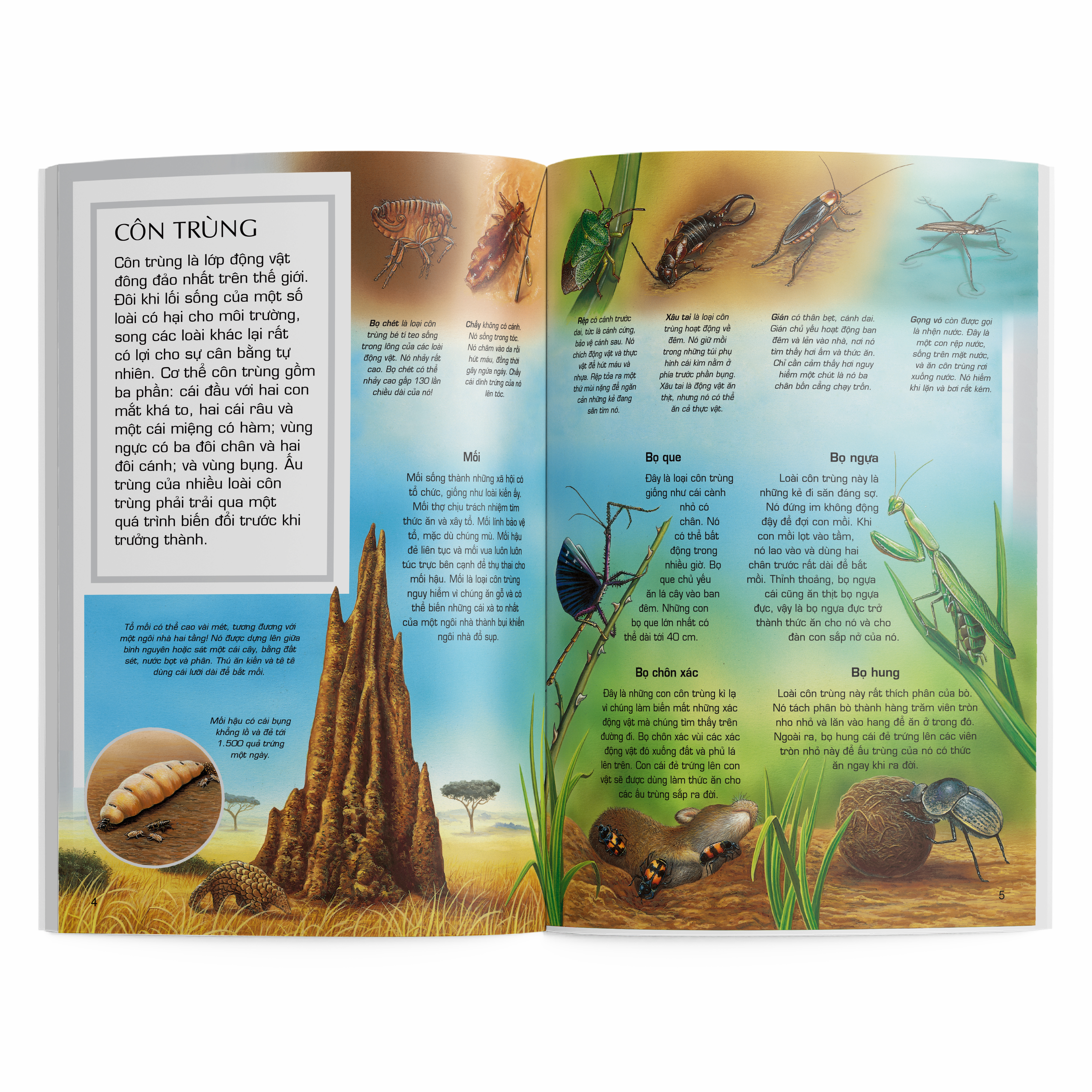 thế giới động vật - côn trùng - Ảnh 4