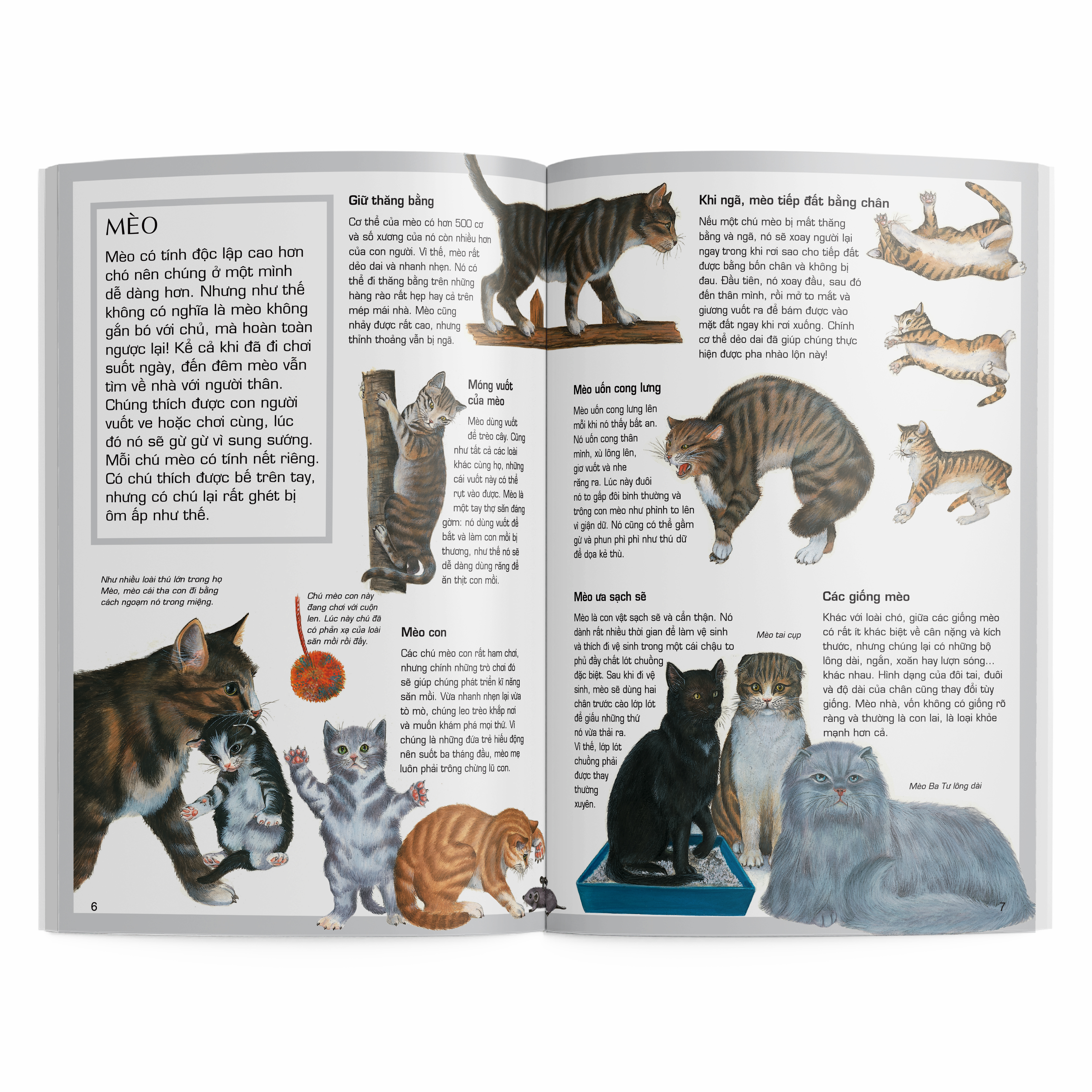 thế giới động vật - động vật cảnh - Ảnh 3