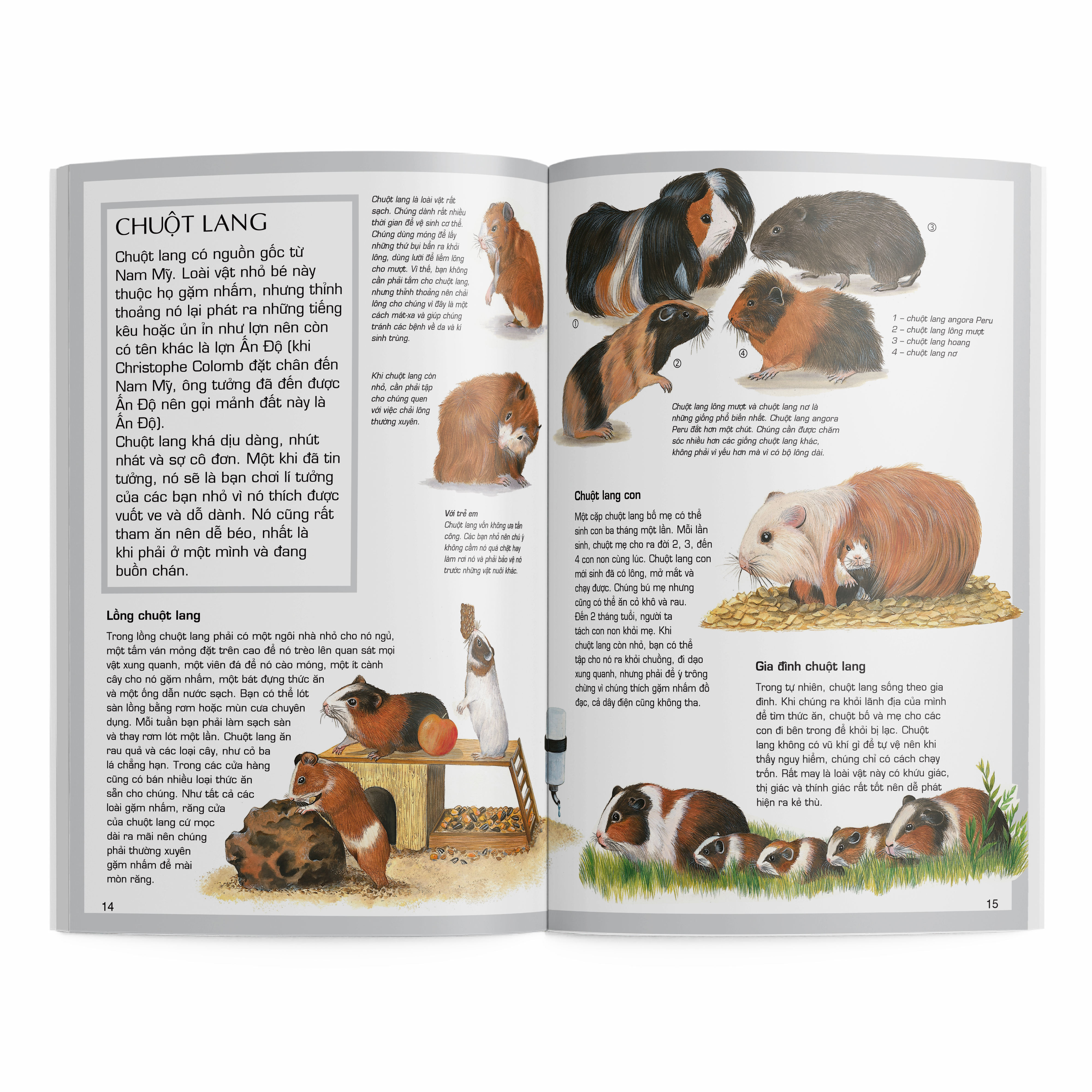 thế giới động vật - động vật cảnh - Ảnh 4