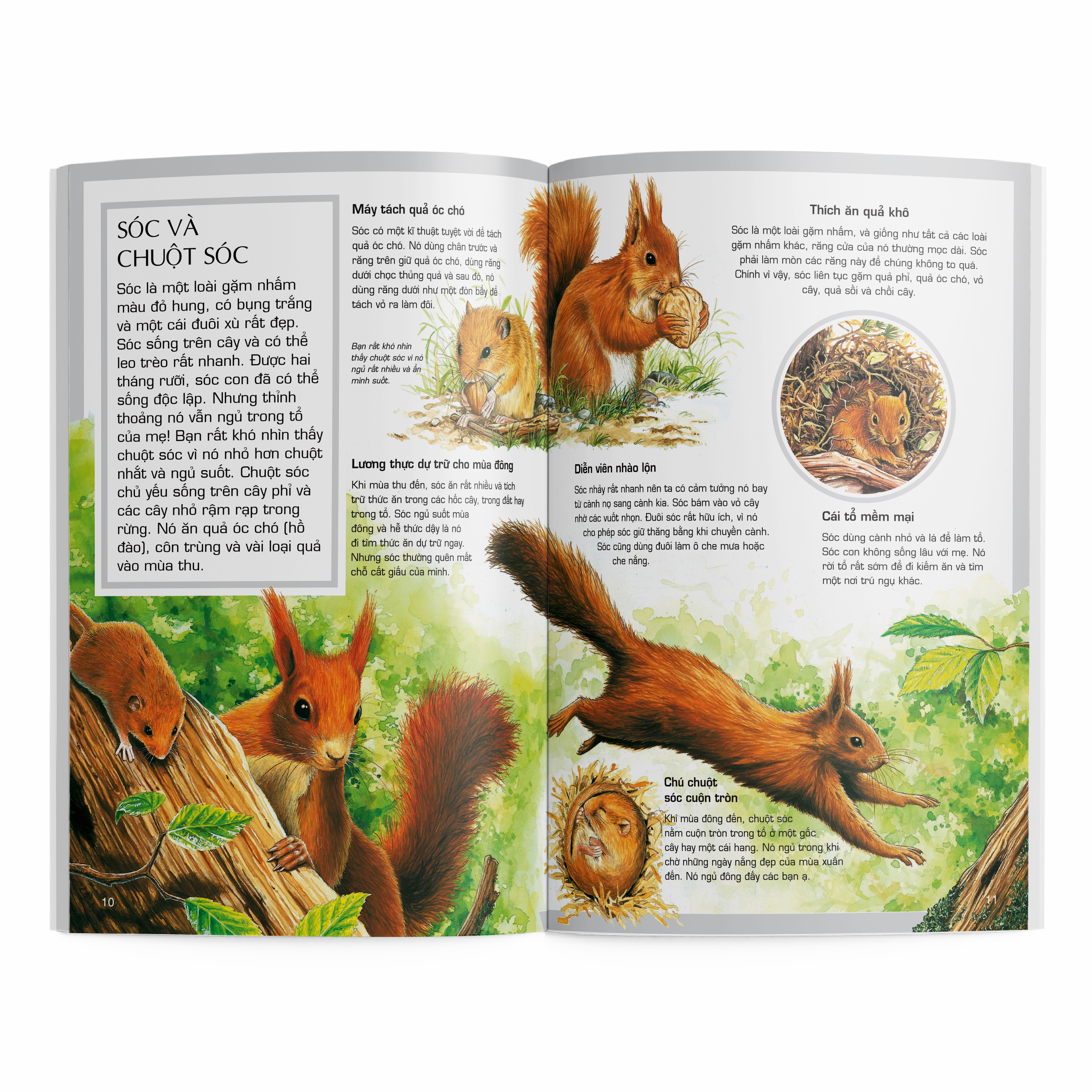 thế giới động vật - động vật rừng - Ảnh 3