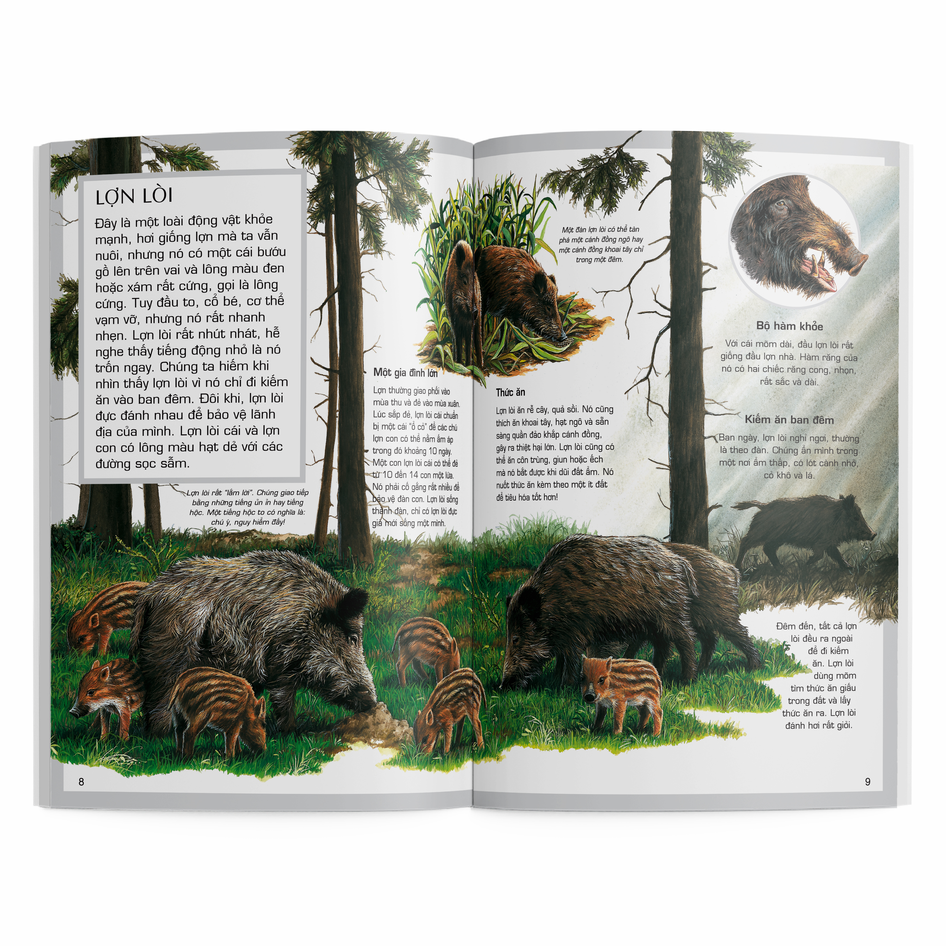 thế giới động vật - động vật rừng - Ảnh 4