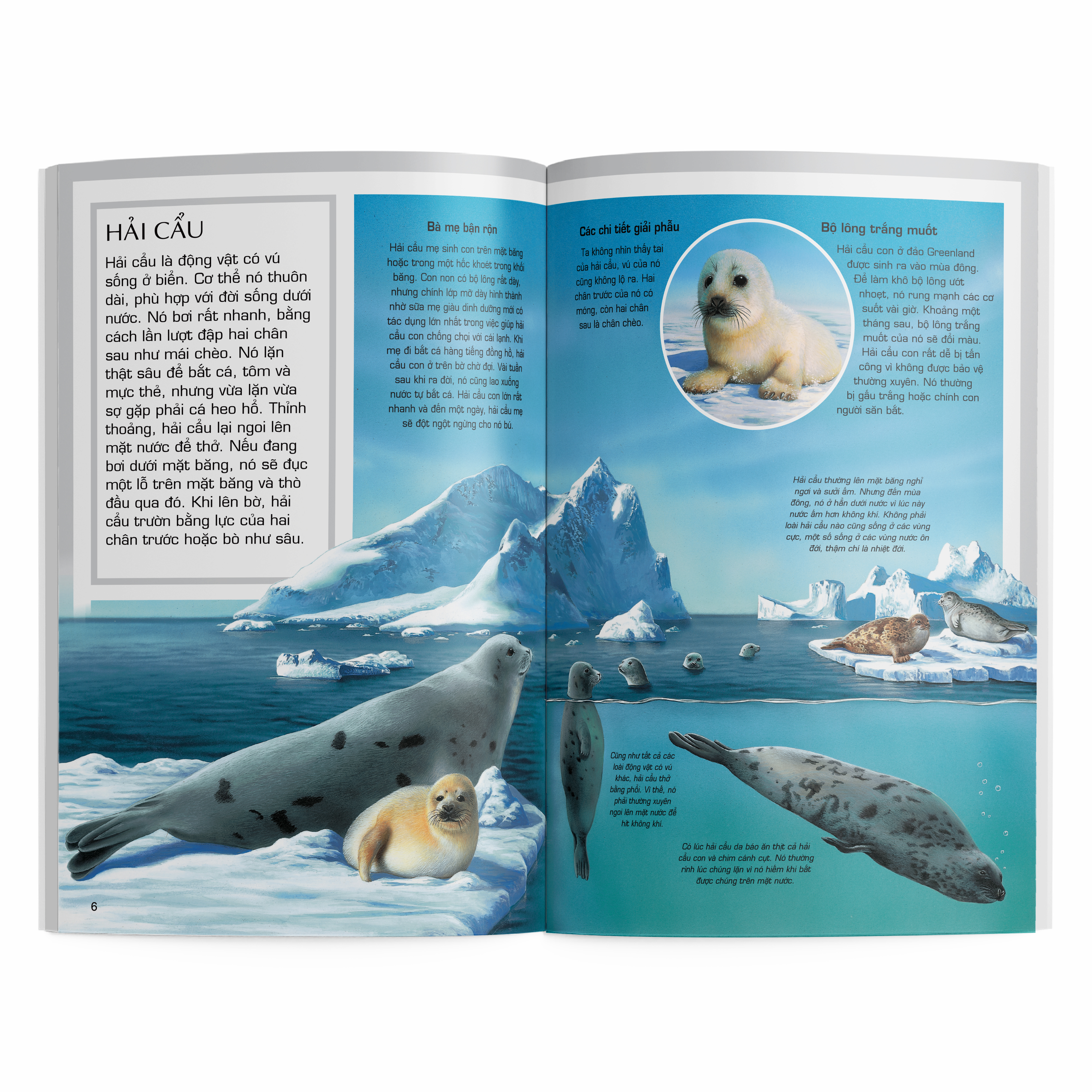 thế giới động vật - động vật vùng cực - Ảnh 3